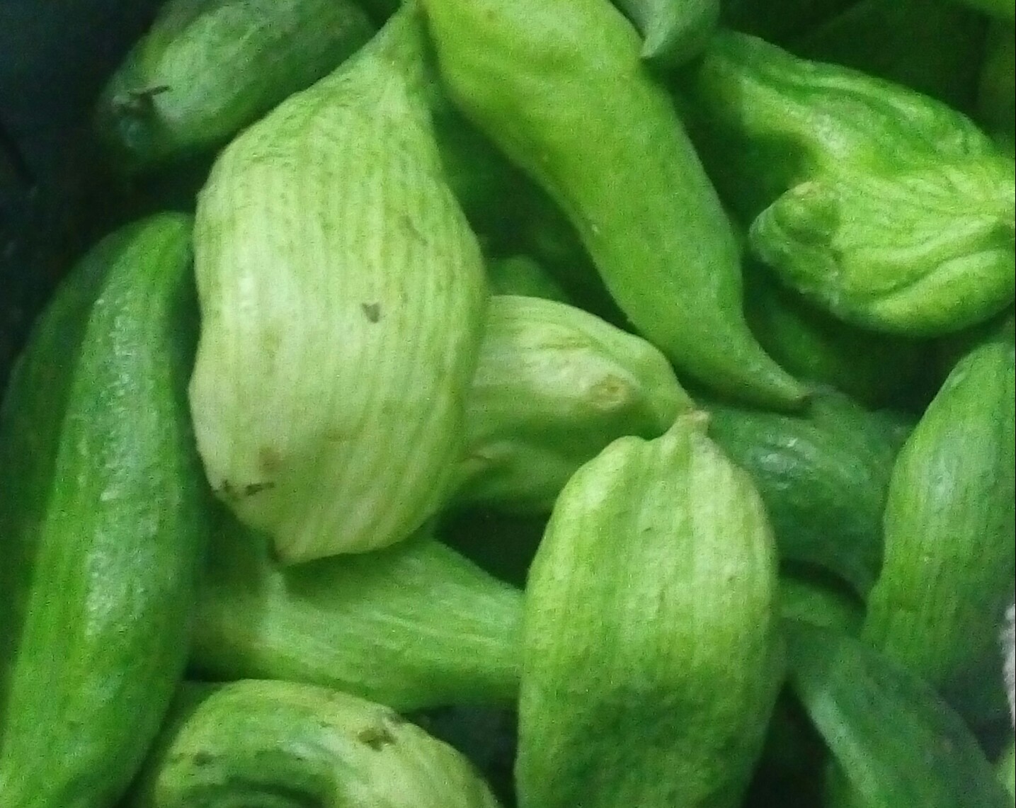 Pepino para guiso