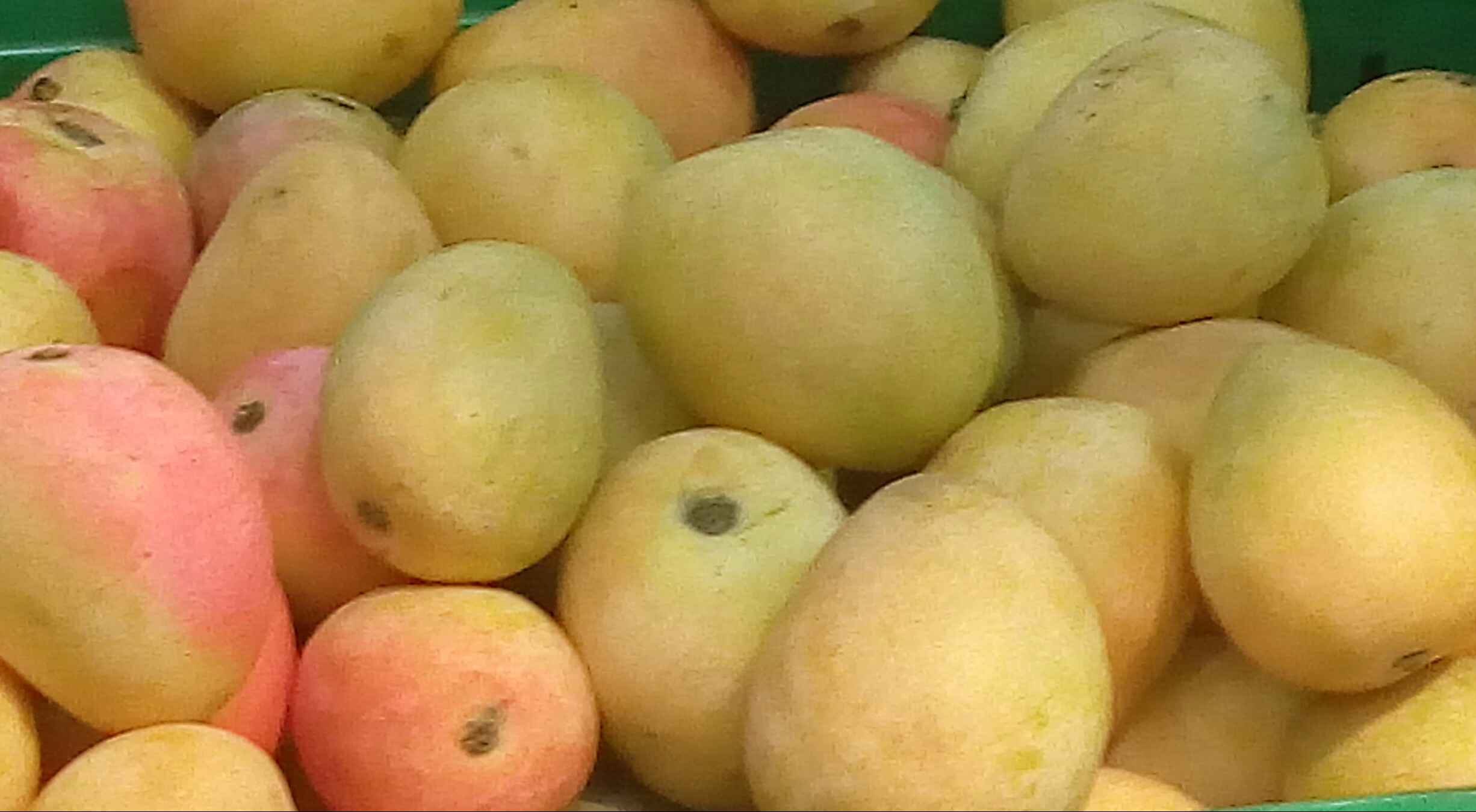 Mango de azucar