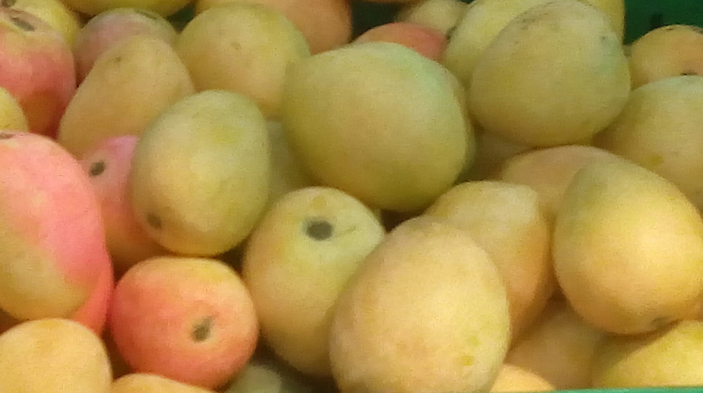 Mango de azucar