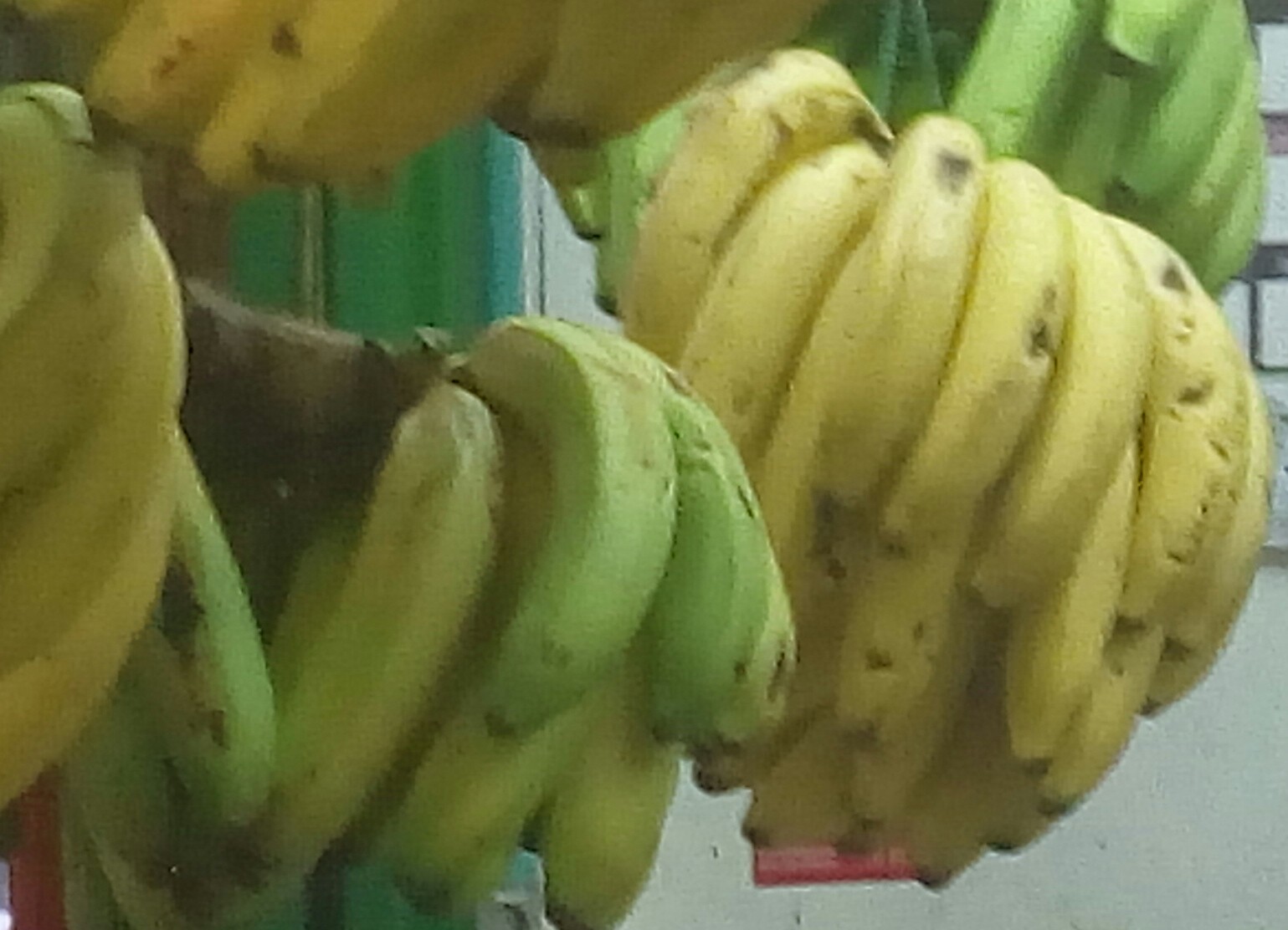 Banano criollo