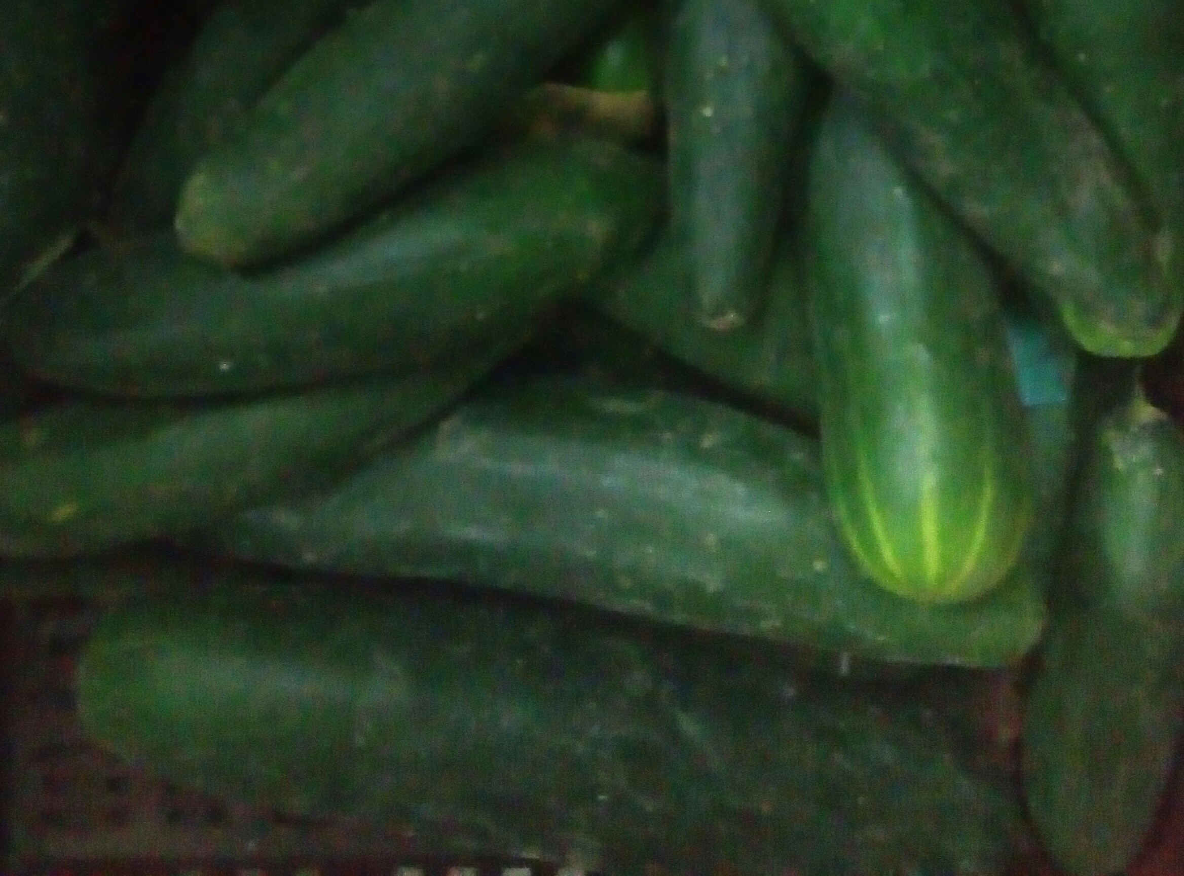 Pepino cohombro