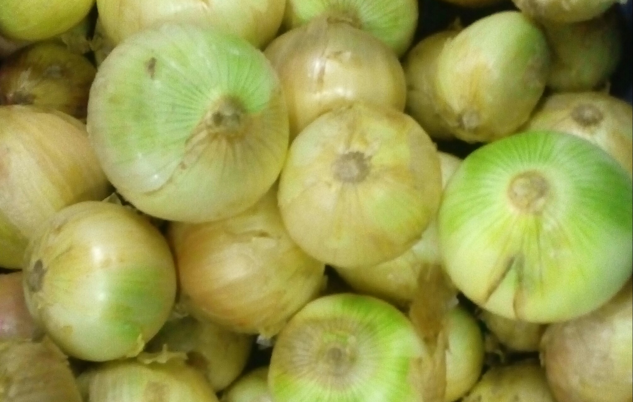 Cebolla cabezona