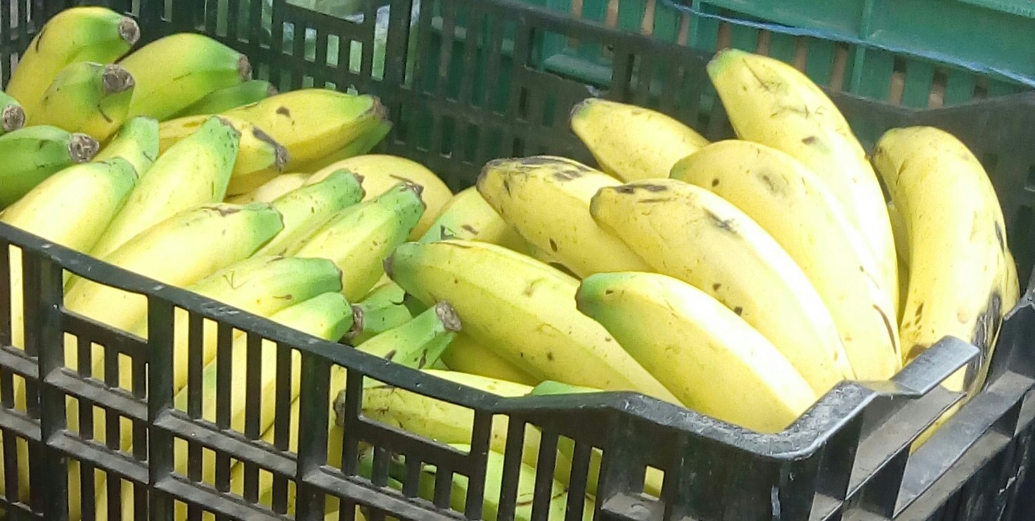 Banano