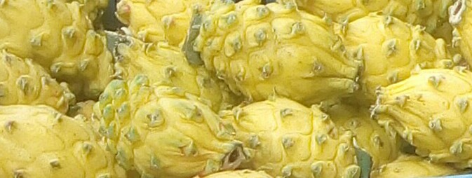Pitaya