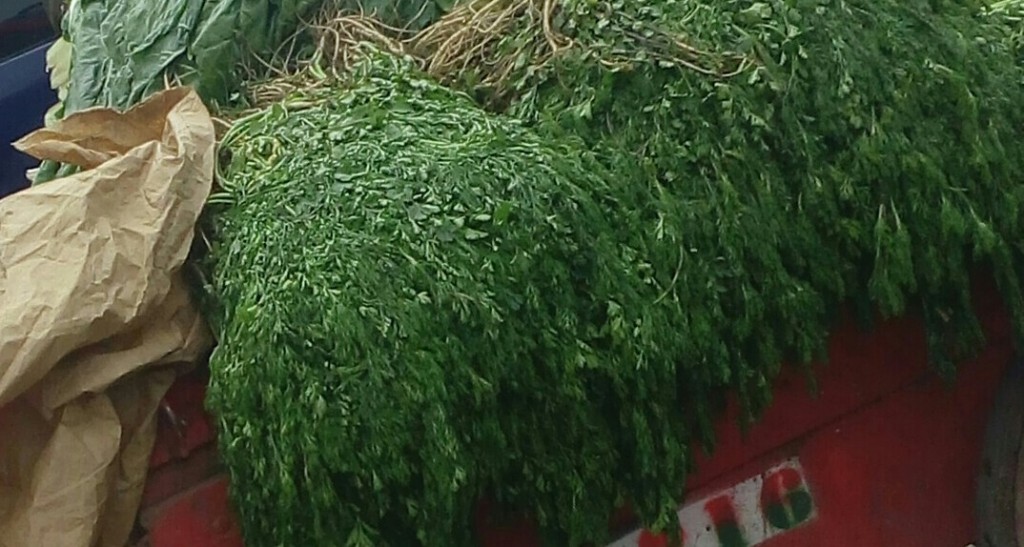 Cilantro
