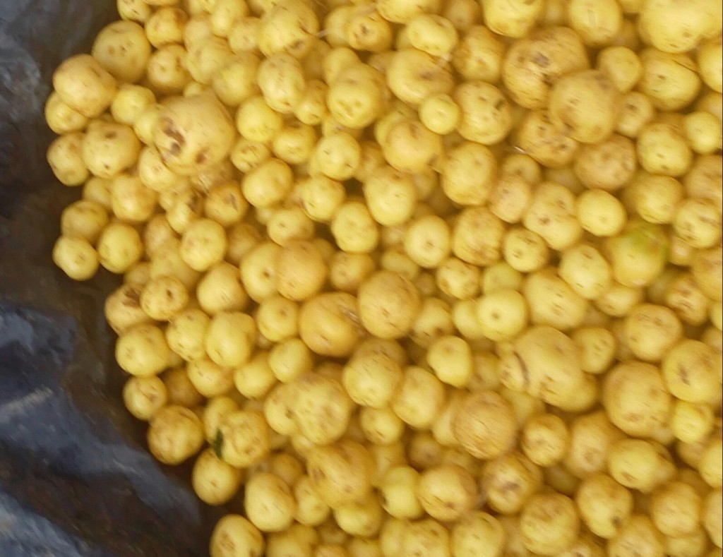 Papa criolla