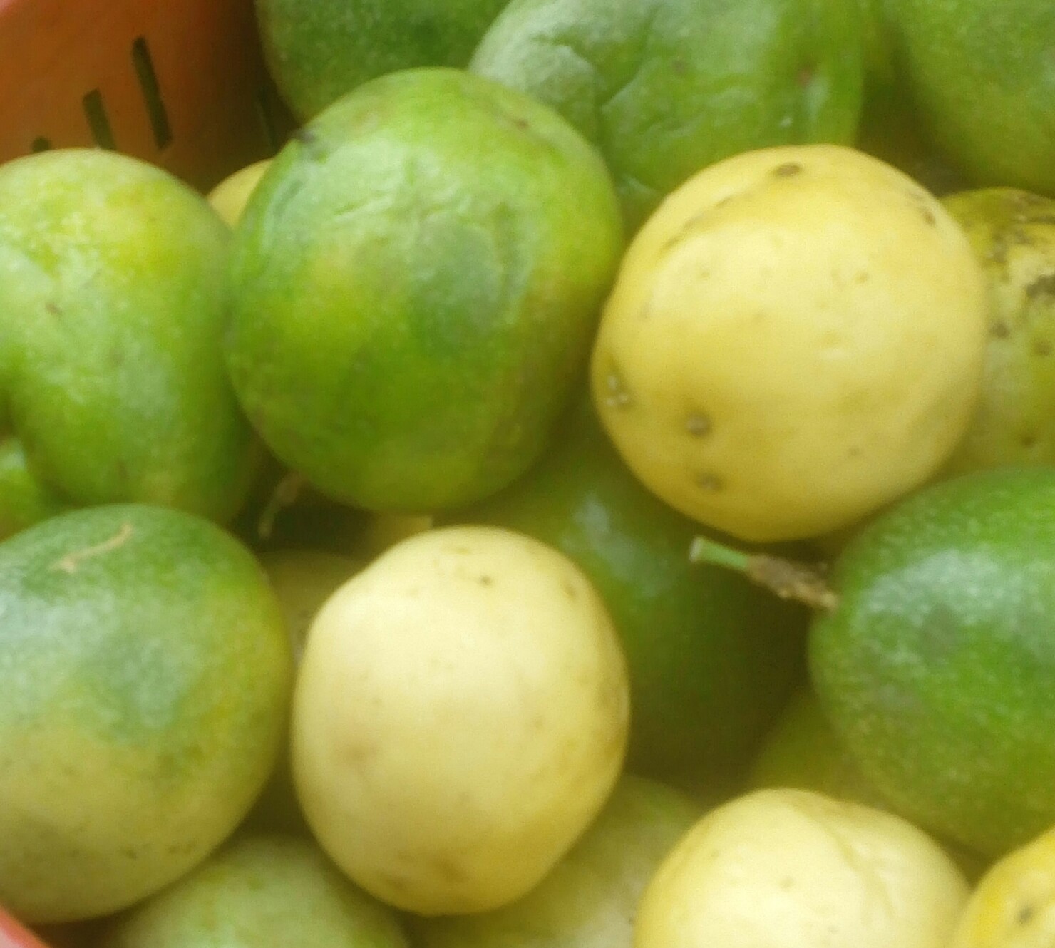 Maracuya