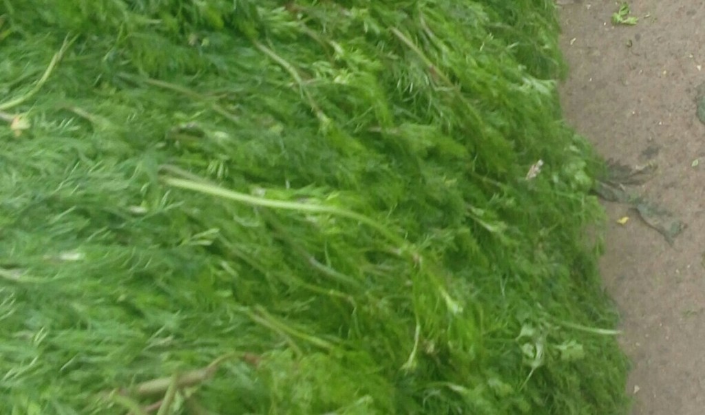 Cilantro