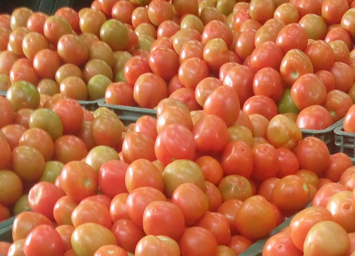 Tomate chonto