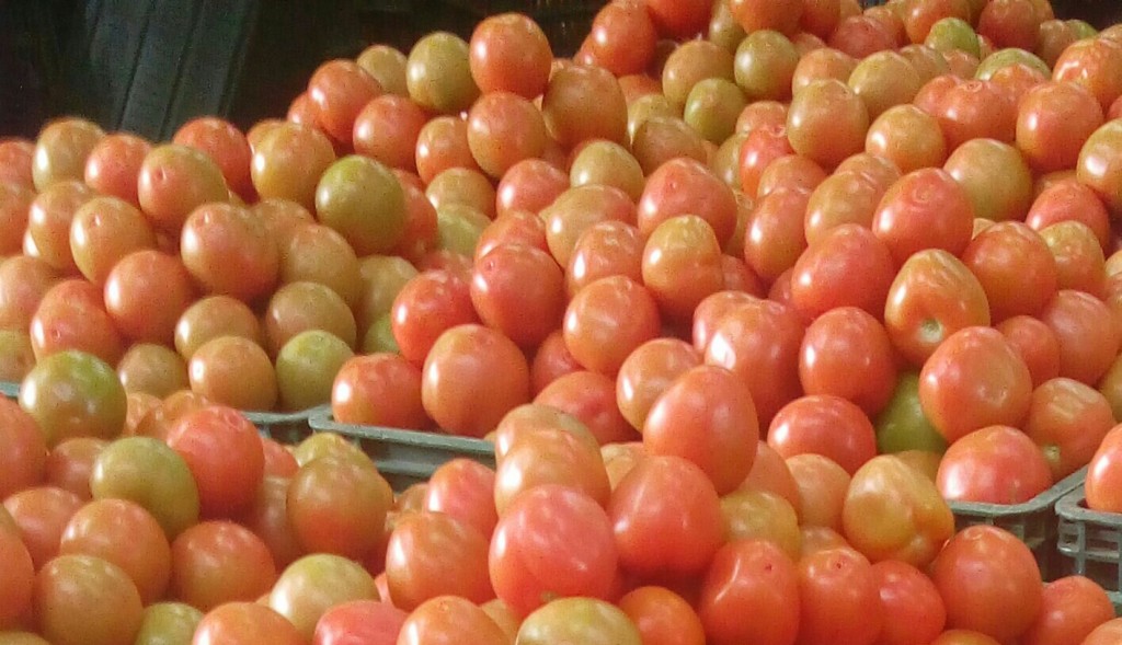 Tomate chonto