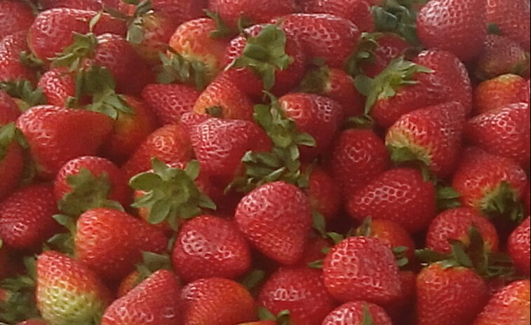 Fresas