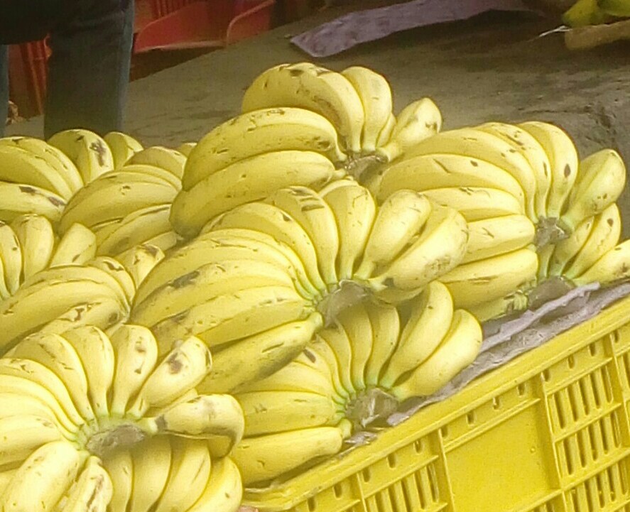 Banano criollo