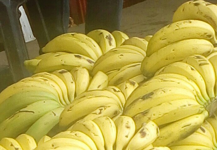 Banano criollo