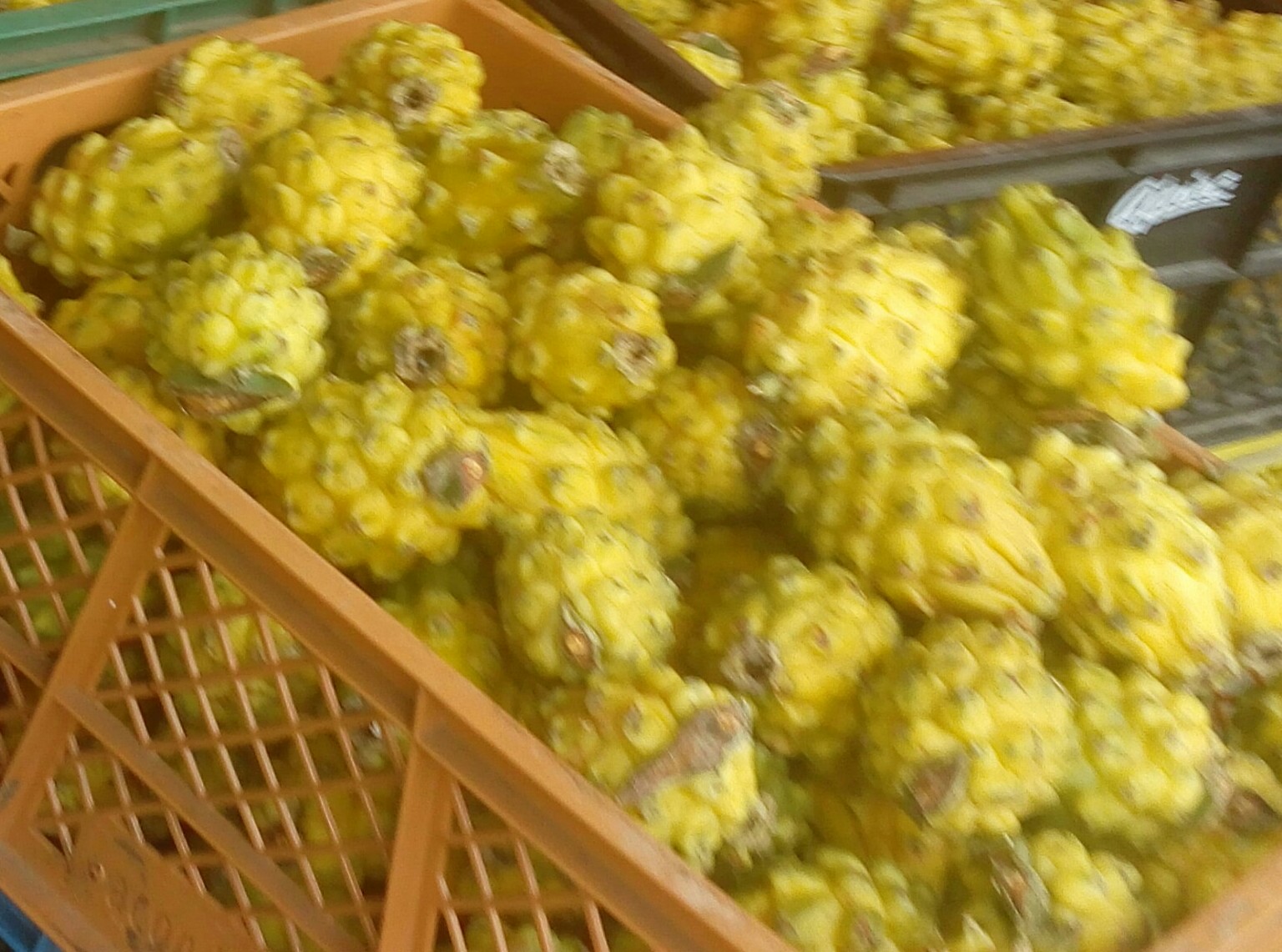 Pitaya