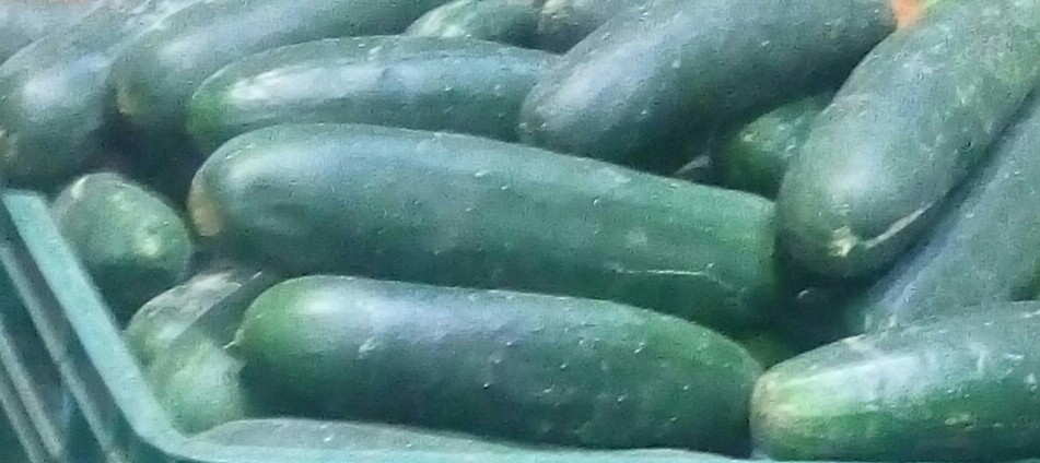 Pepino cohombro
