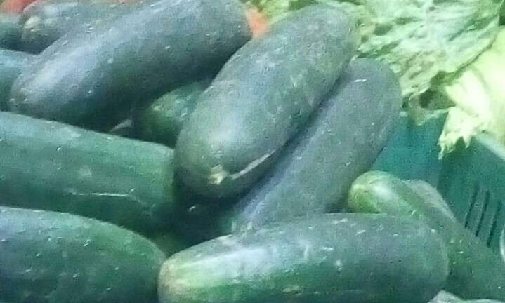 Pepino cohombro