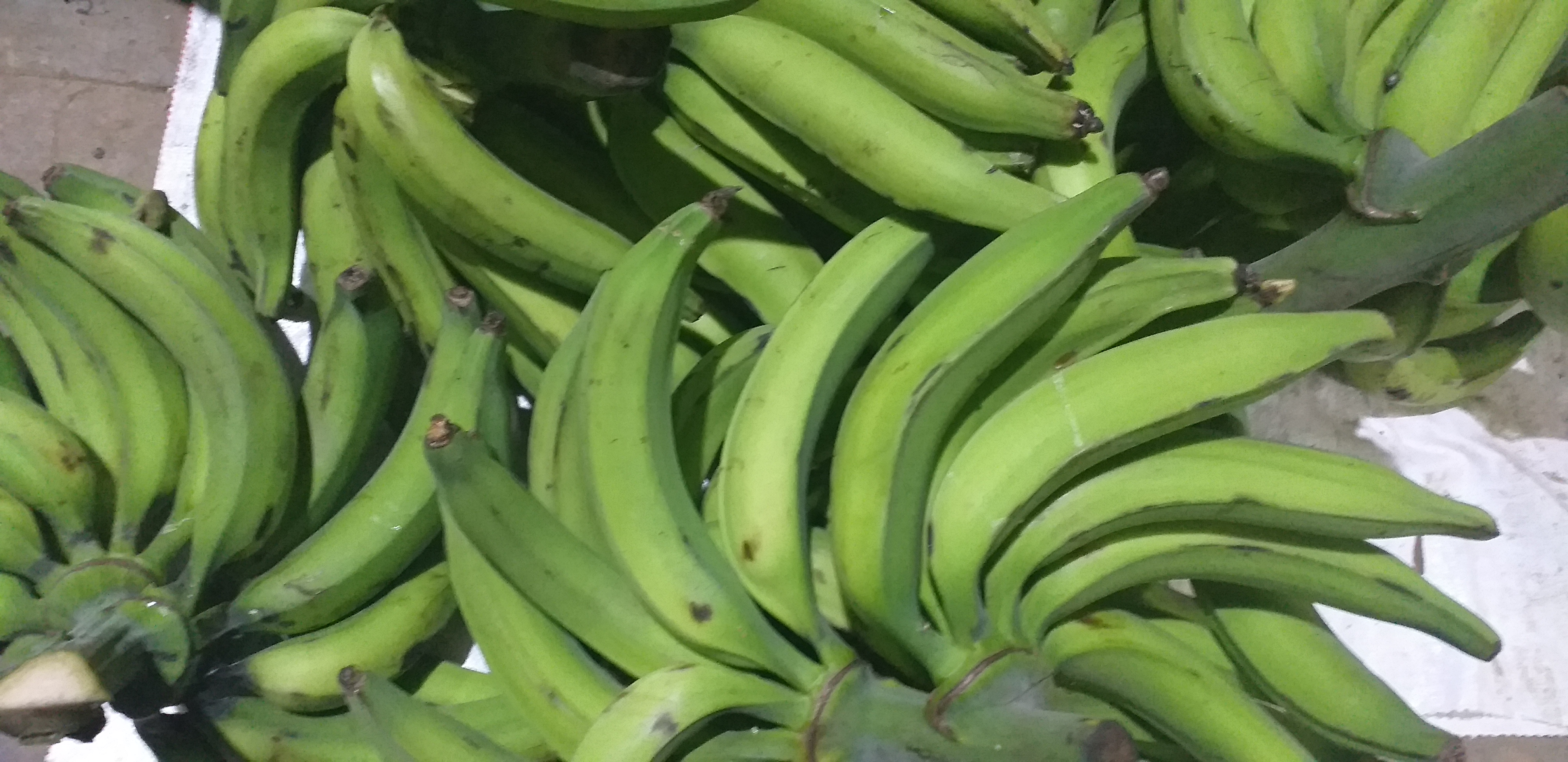 Platano verde harton