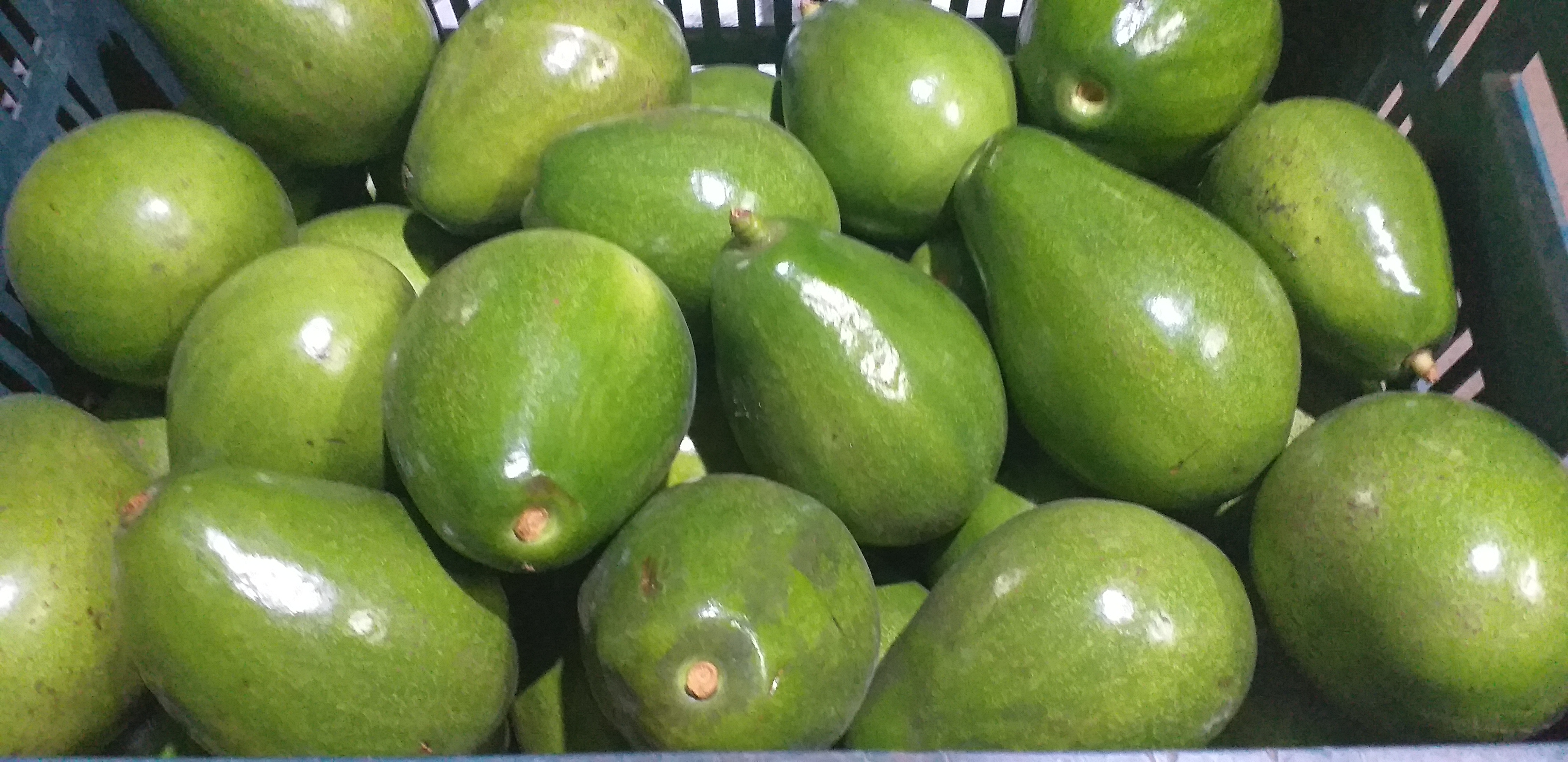 Aguacate papelillo