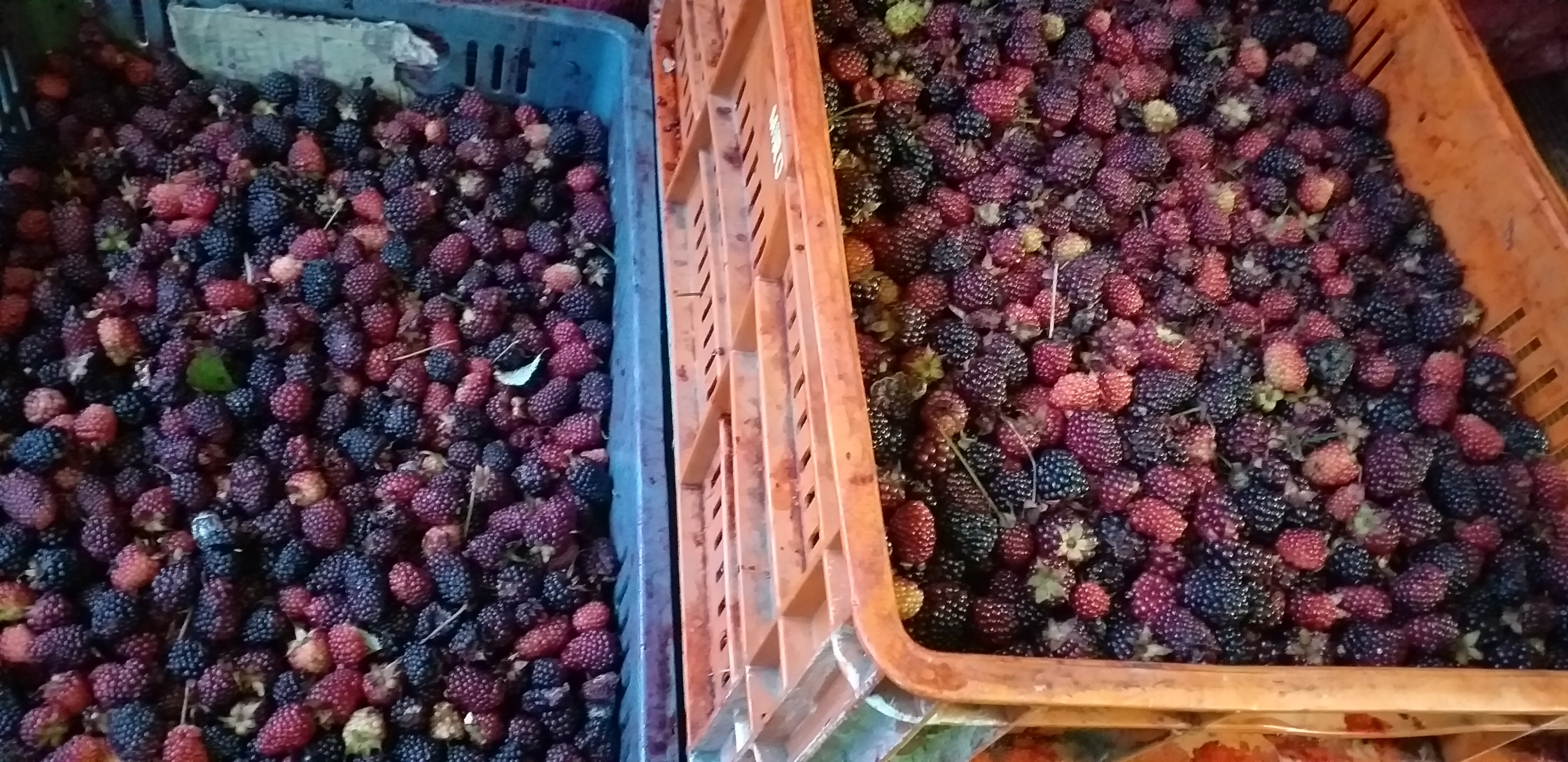 Mora de primera