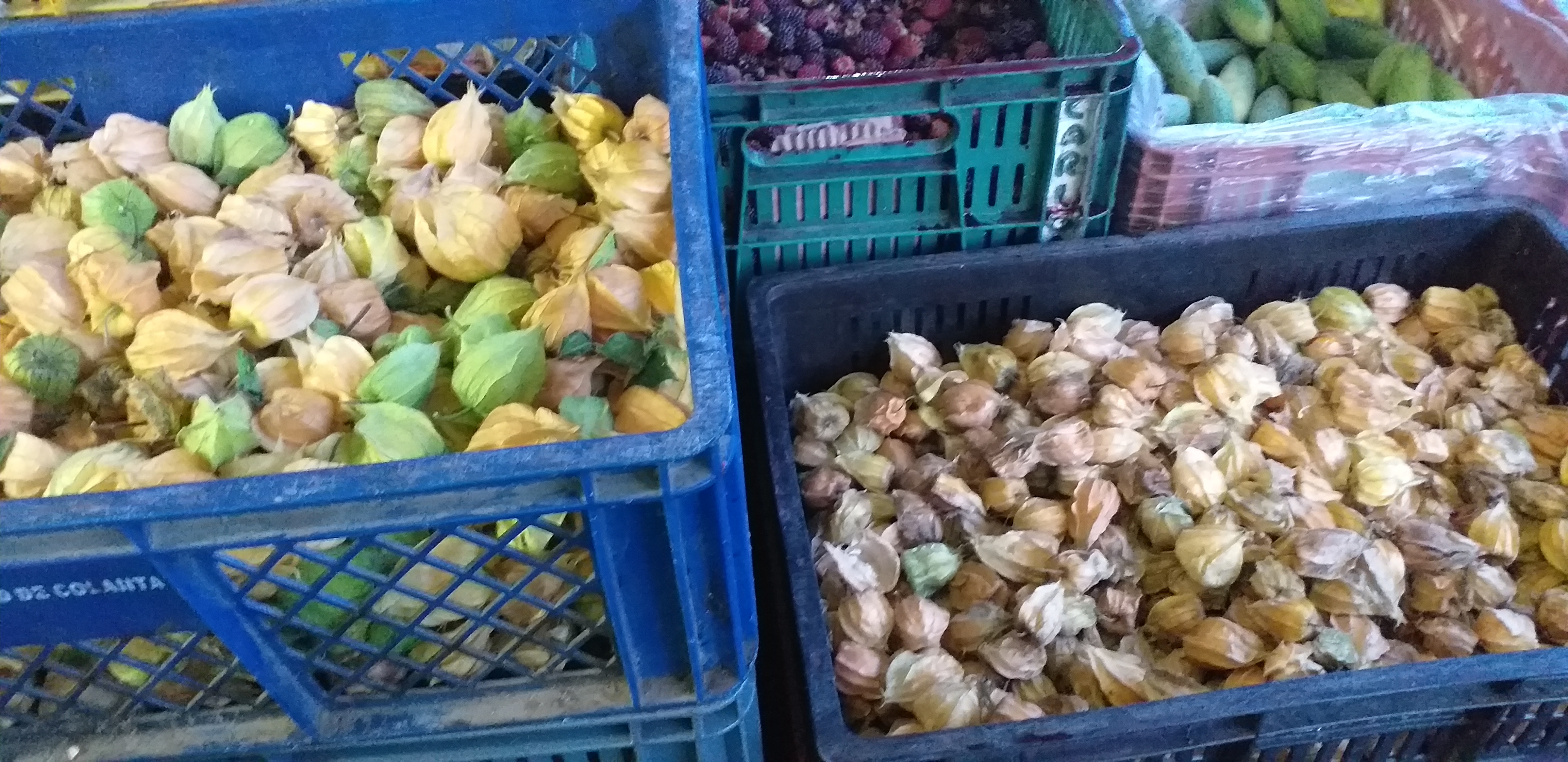 Uchuva gruesa en capacho