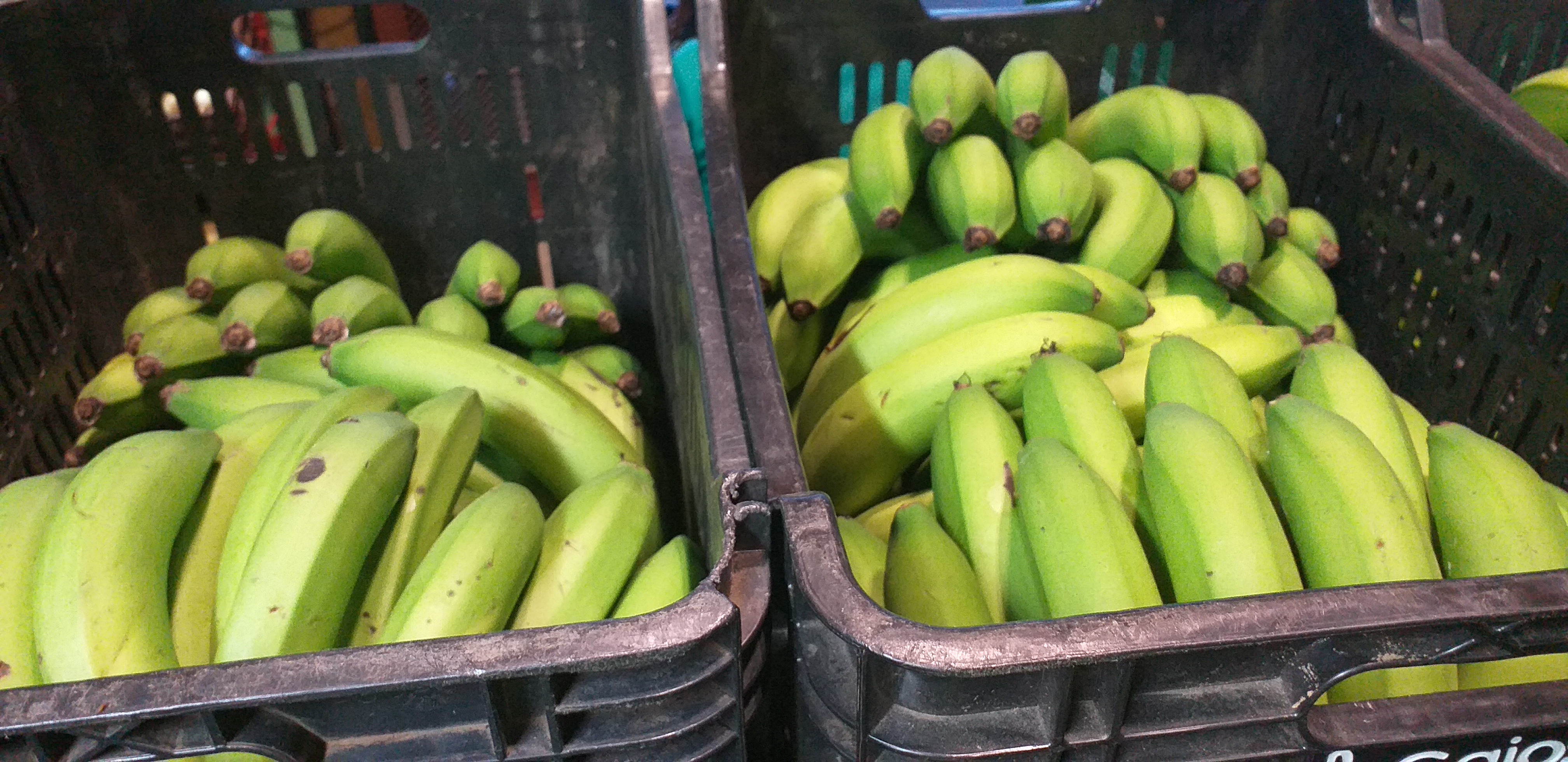 Banano verde criollo