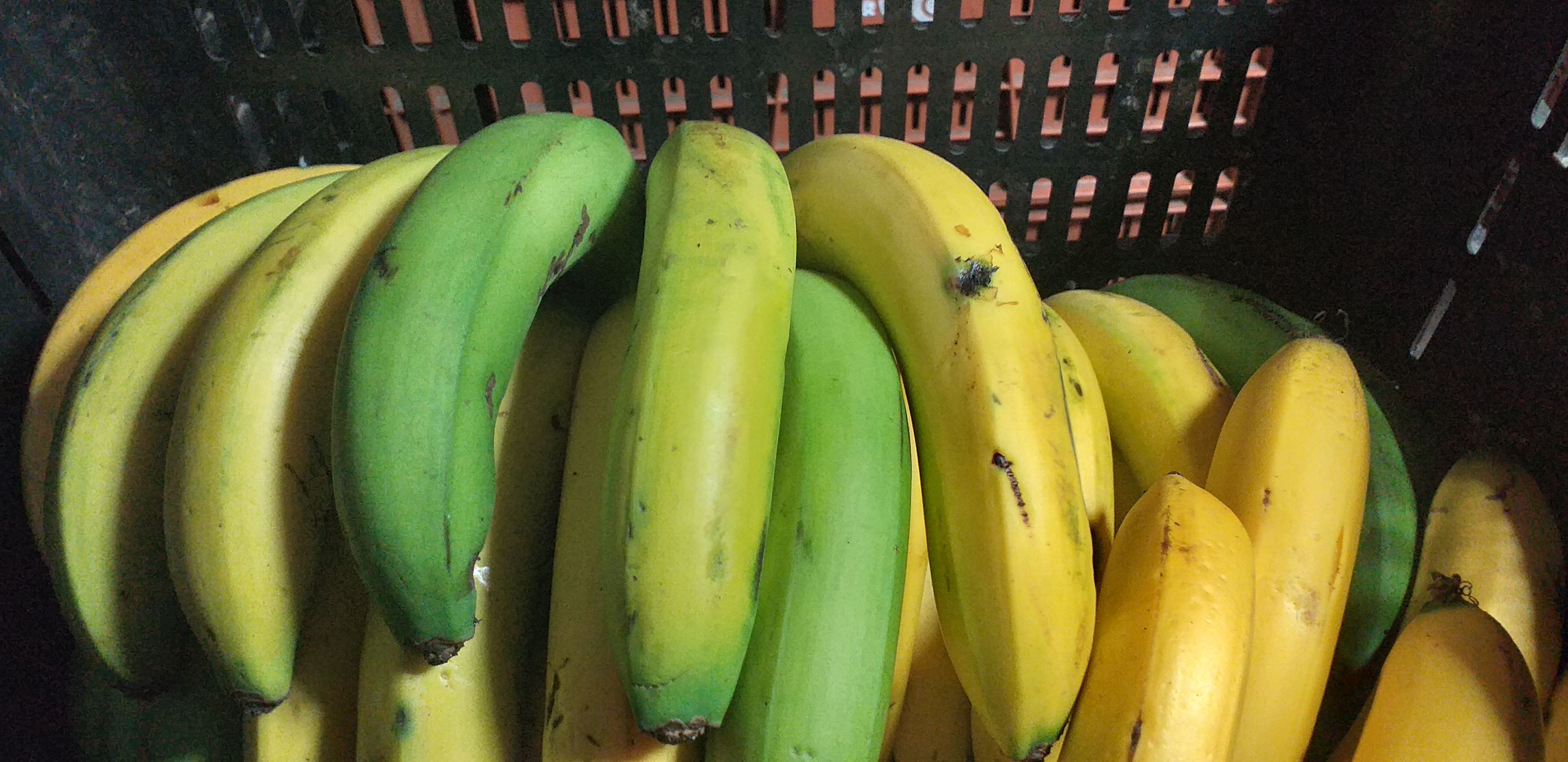 Banano maduro criollo