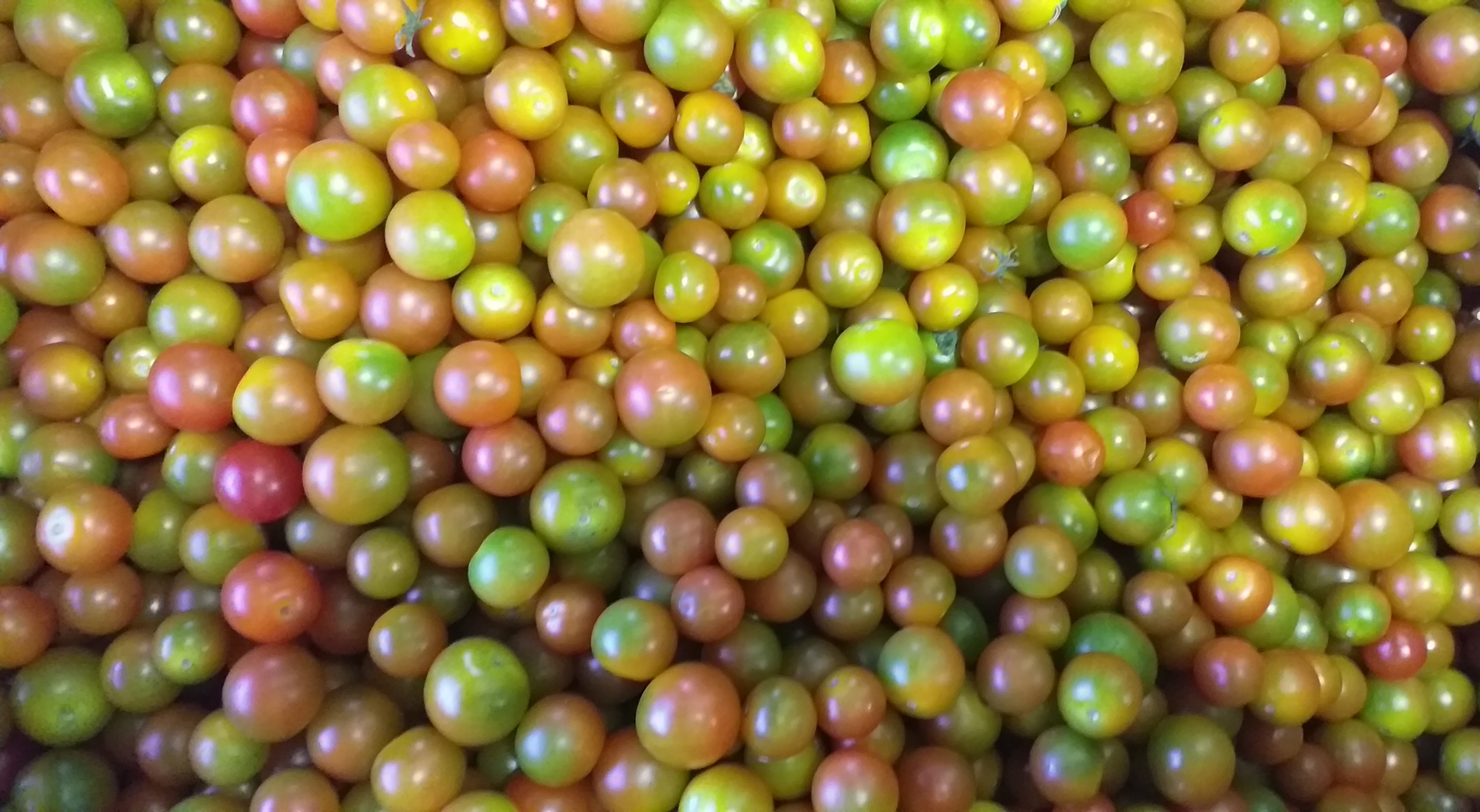 Tomate cherry