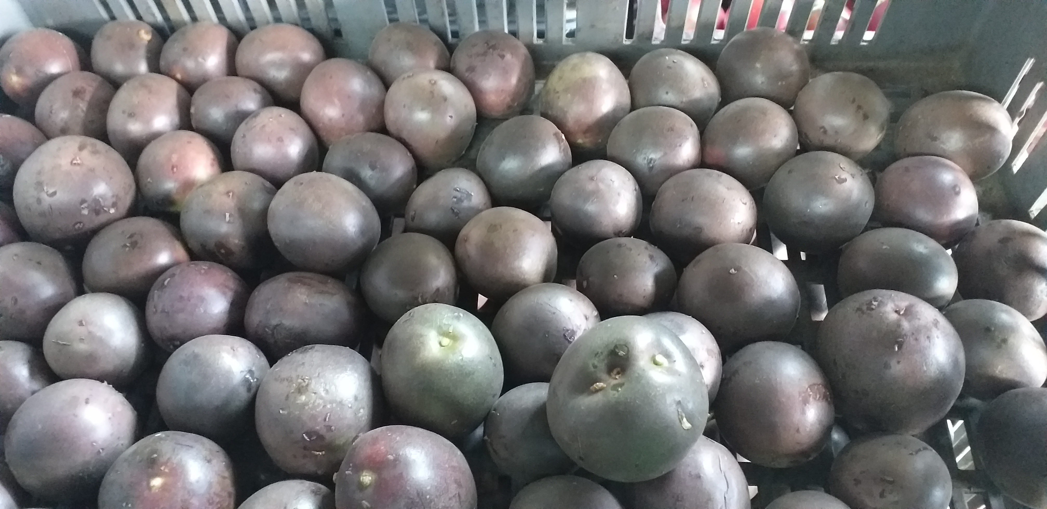 Gulupa