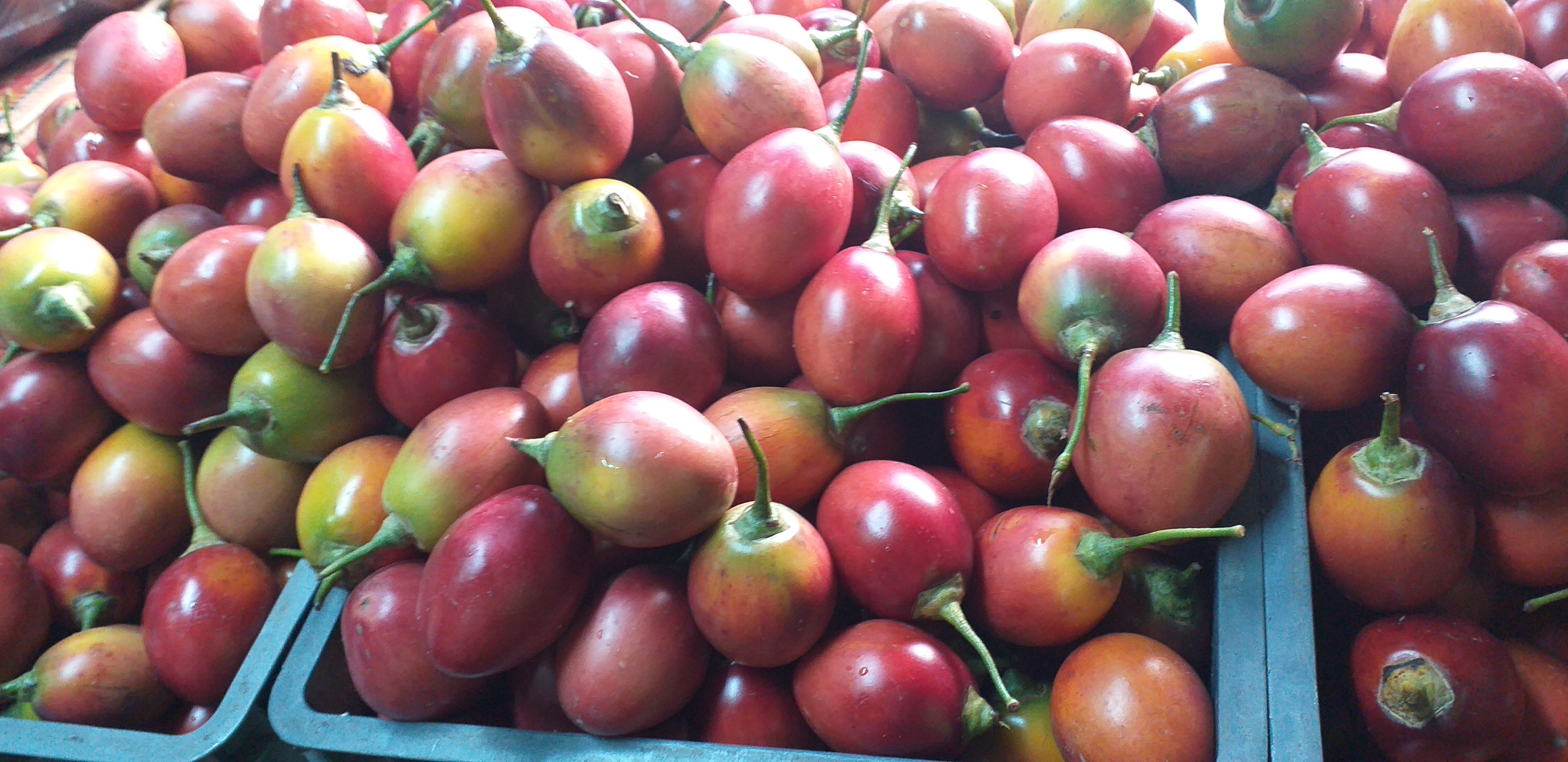 Tomate de arbol injerto