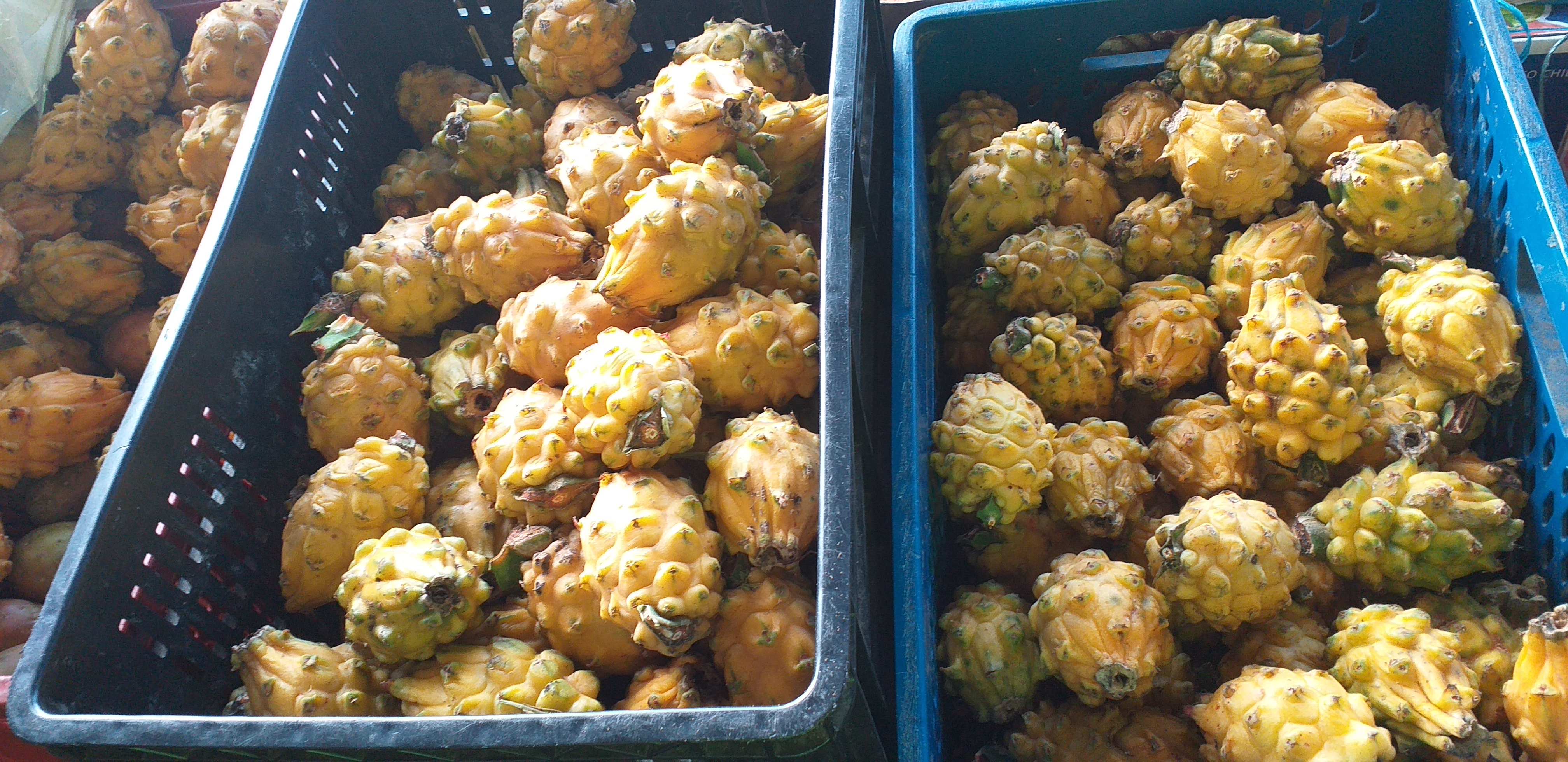 Pitahaya del huila