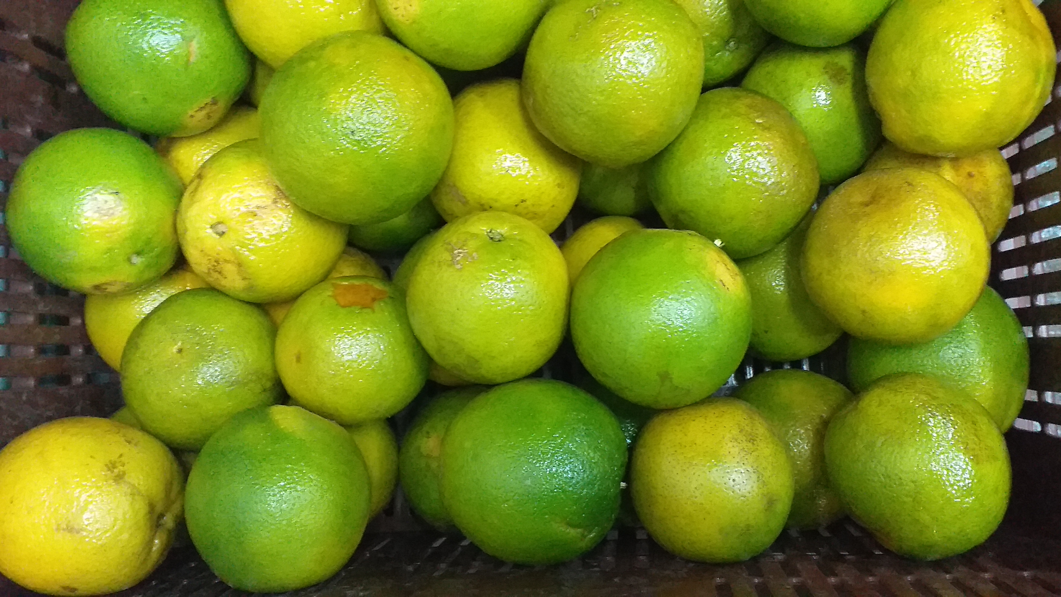 Naranja valencia gruesa