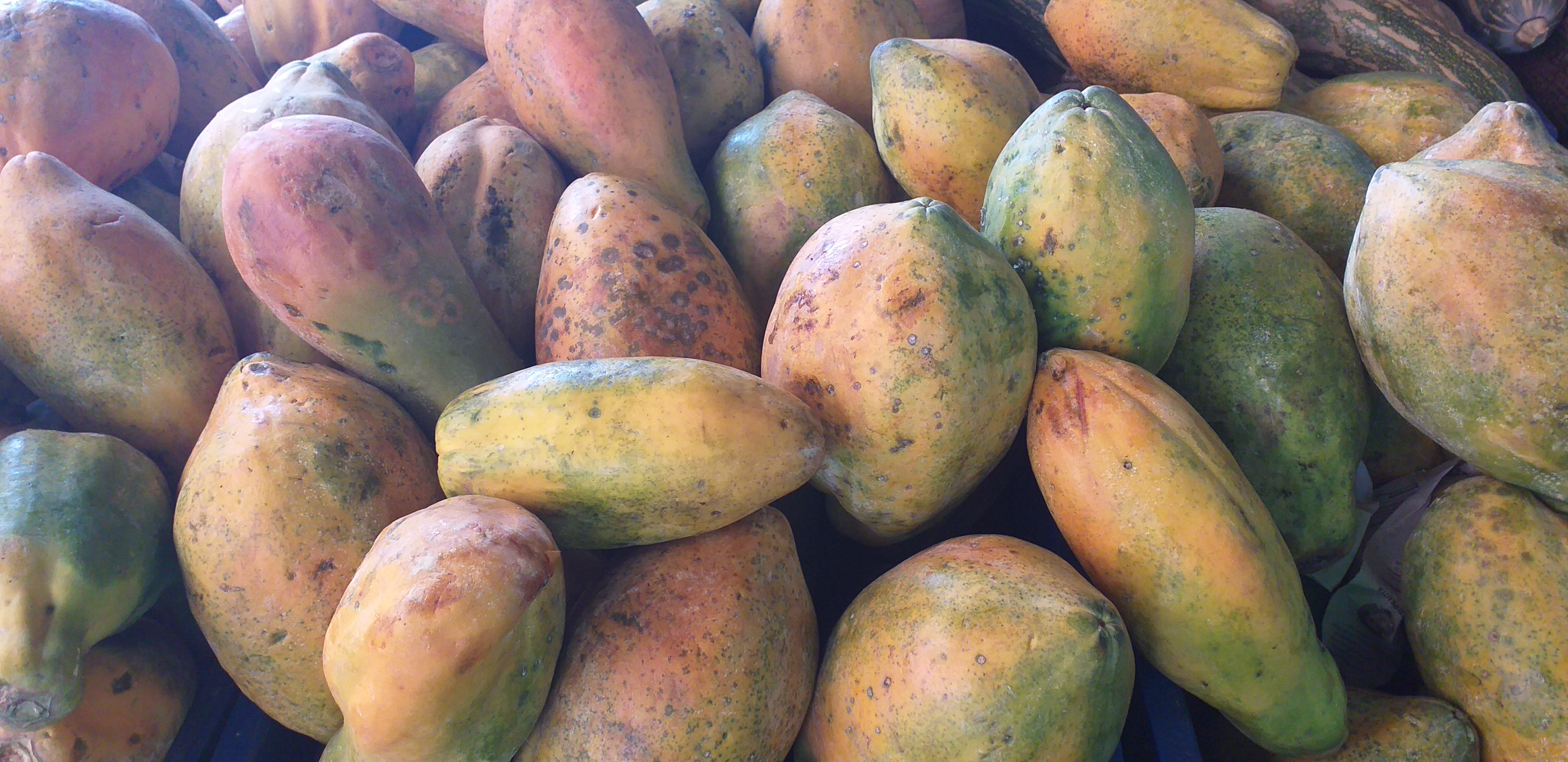 Papaya tainung