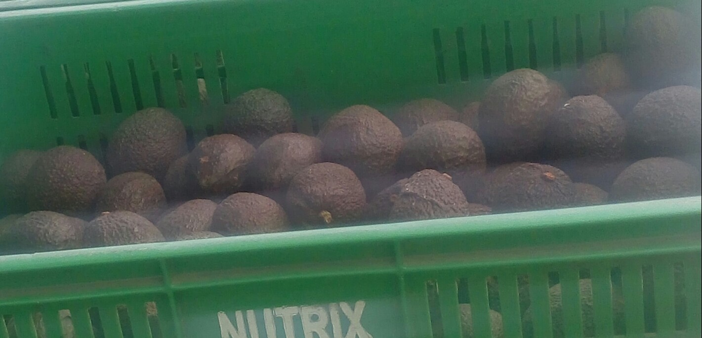 Aguacate Hass