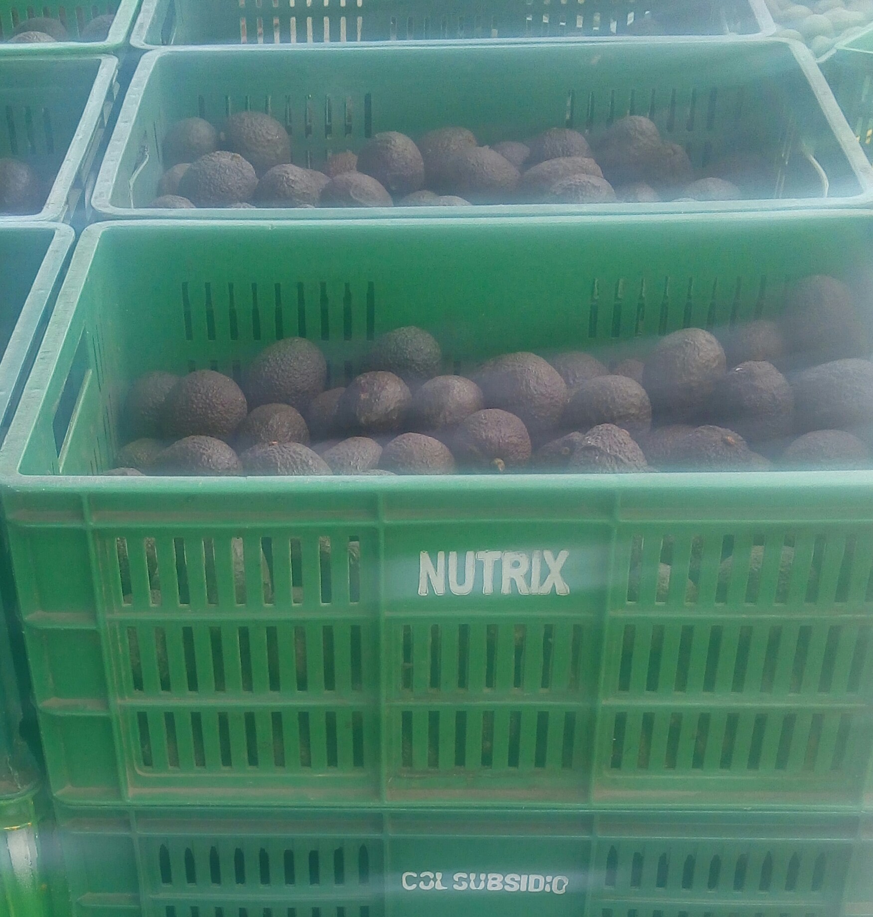 Aguacate hass