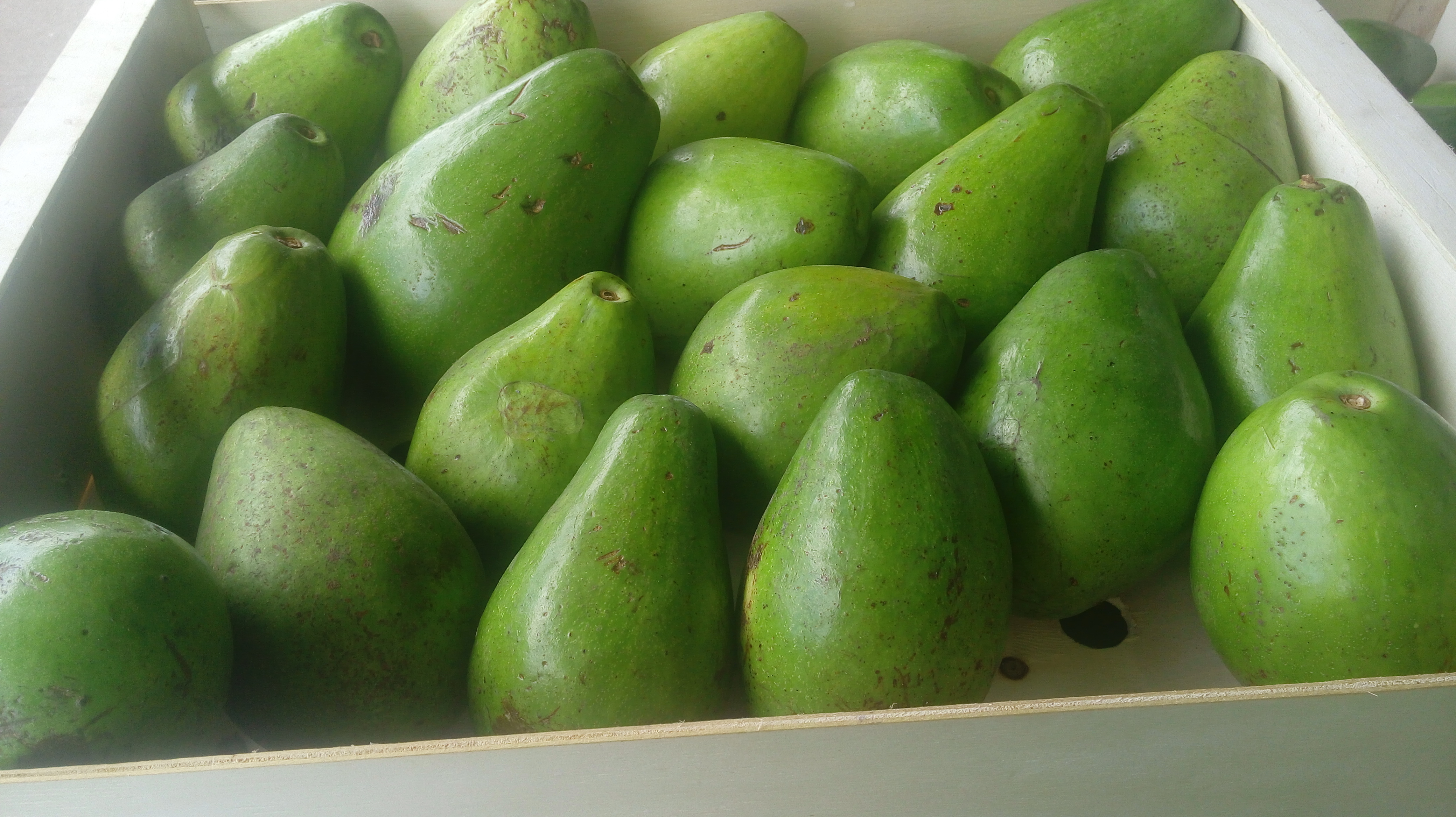 Aguacate cole rey de primera