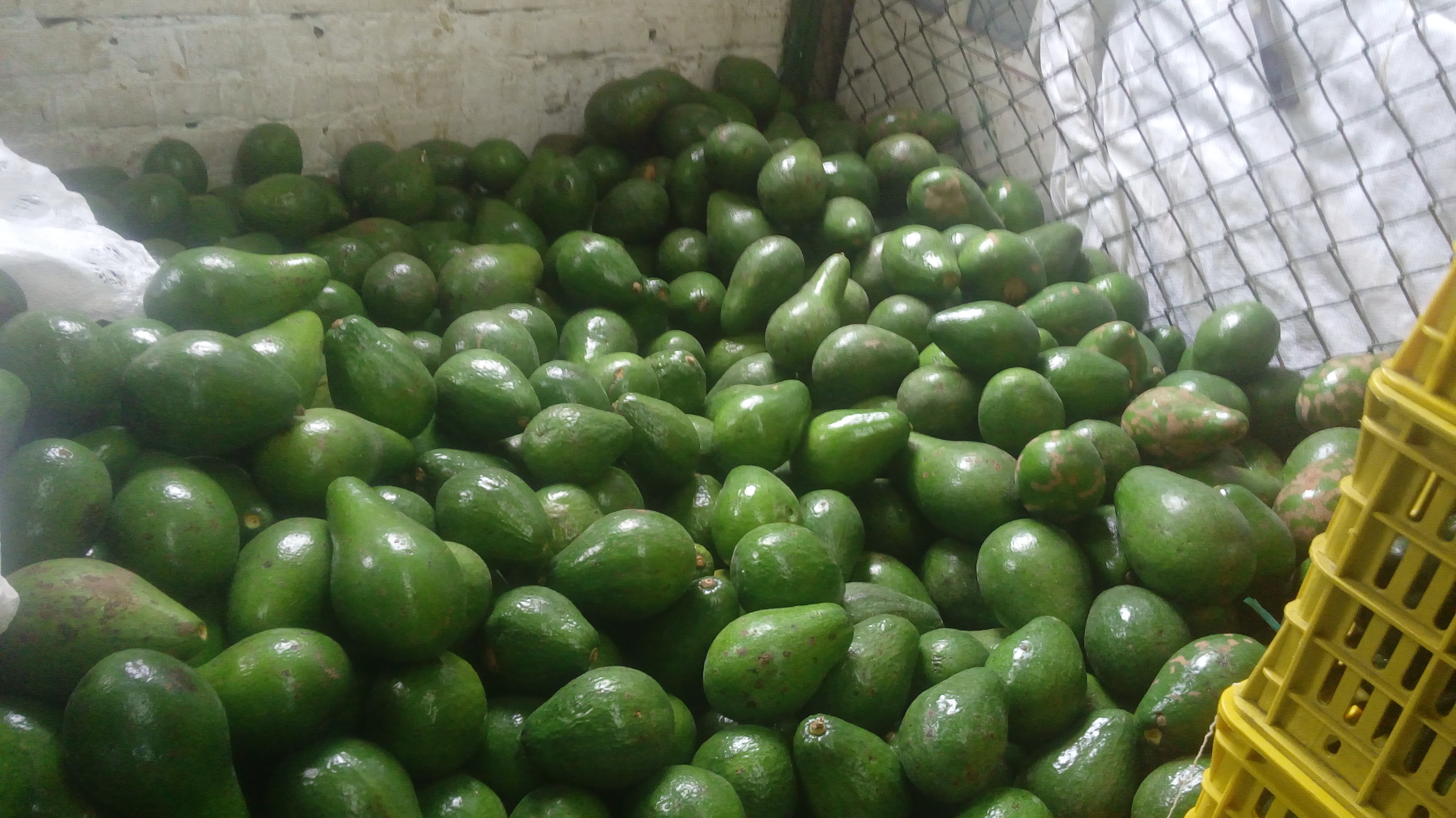 Aguacate papelillo de primera