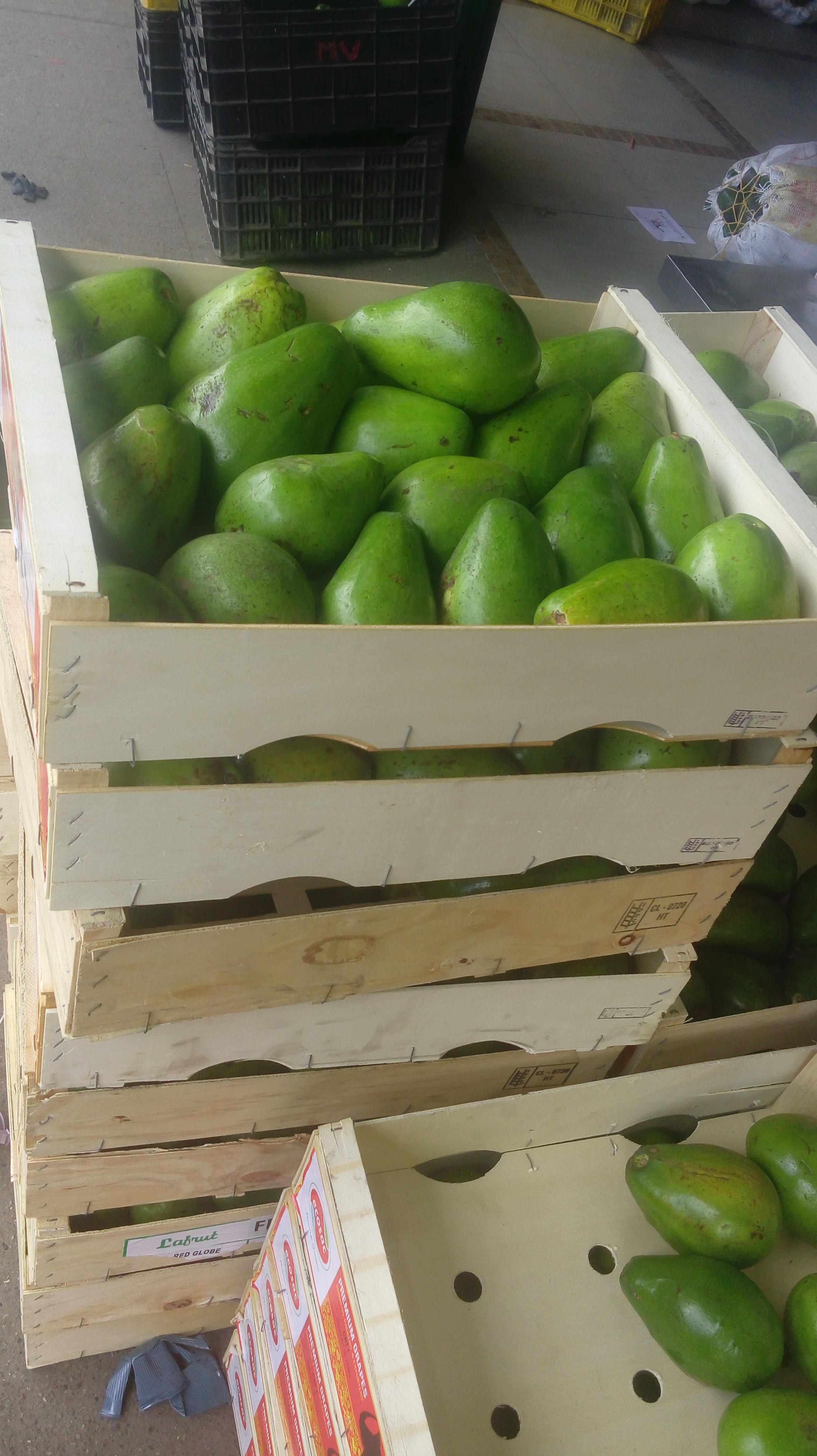 Aguacate trinidad