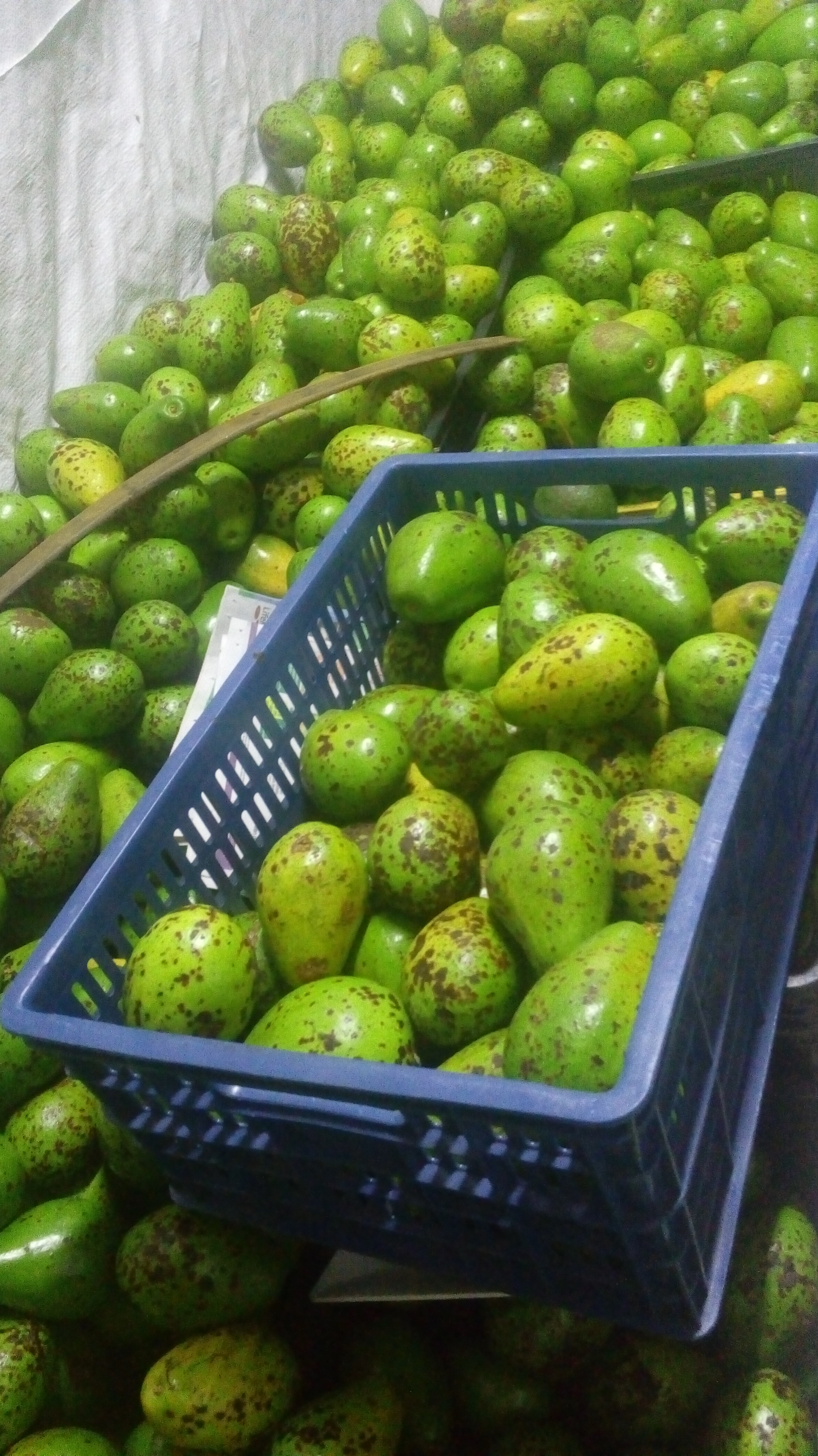 Aguacate comun