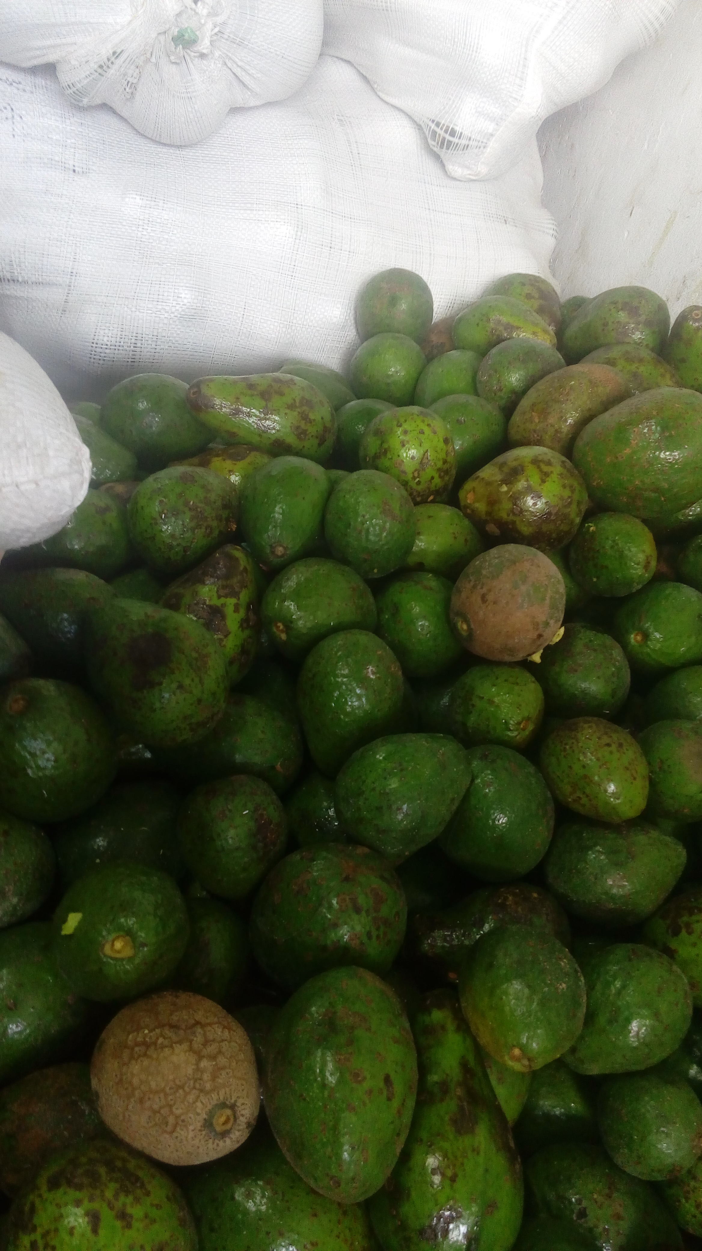 Aguacate buho