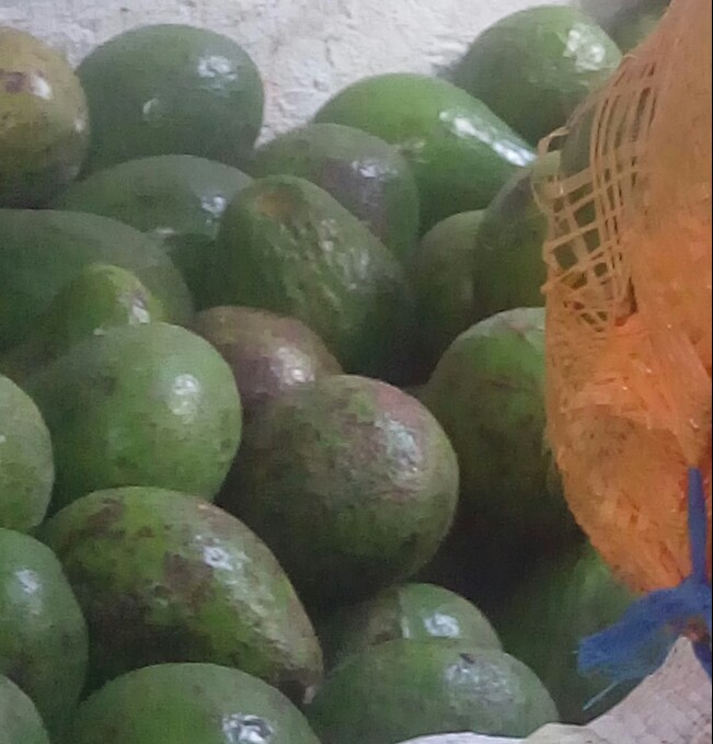 Aguacate comun