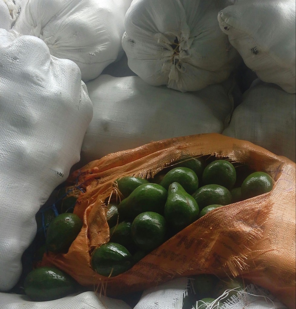 Aguacate papelillo