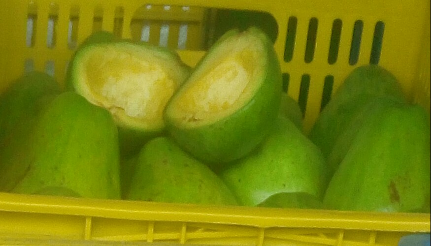 Aguacate papelillo