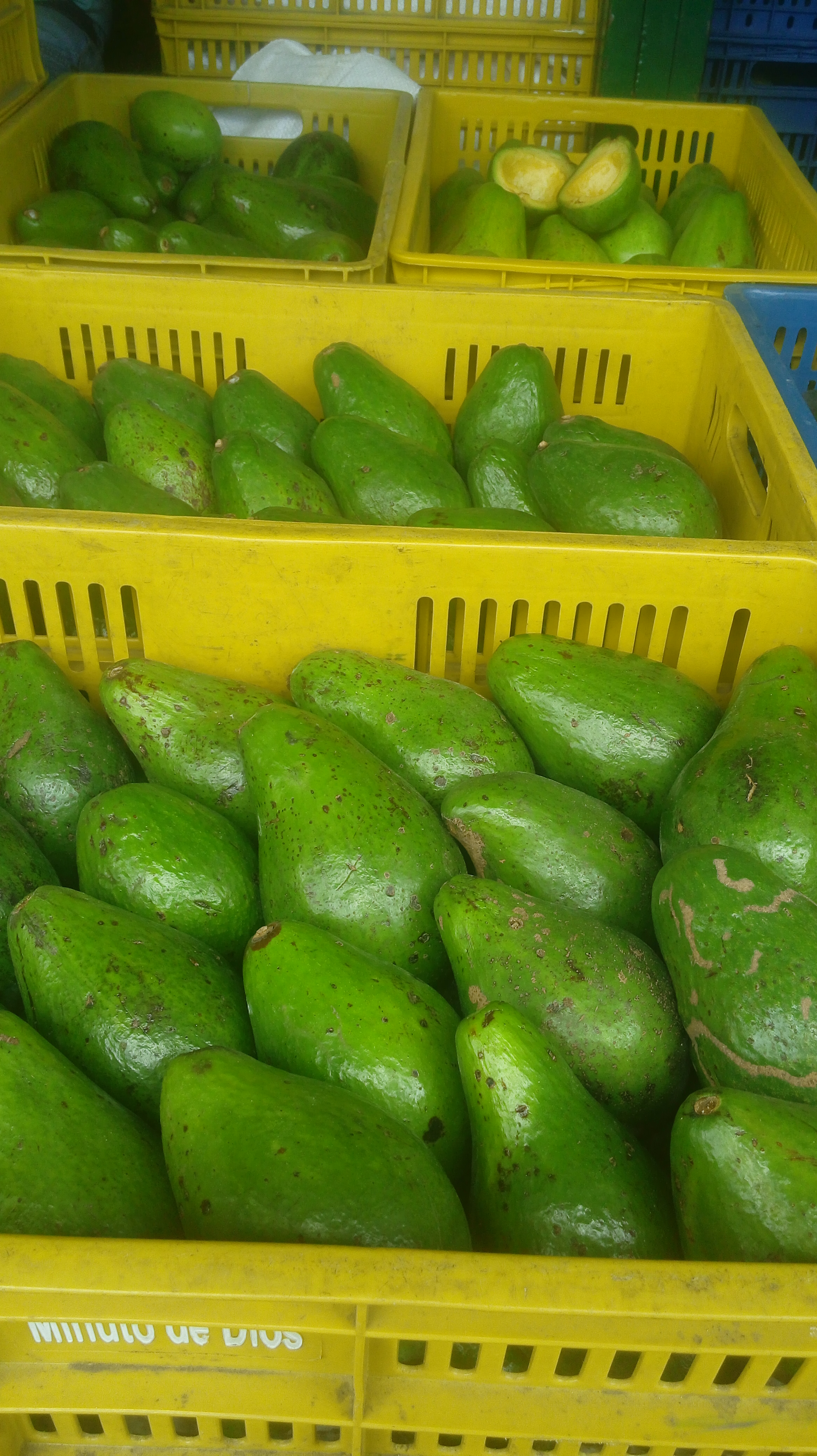 Aguacate Santana de primera