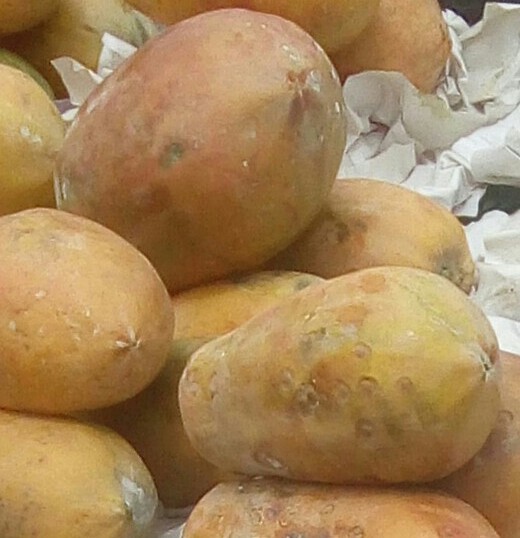 Papaya