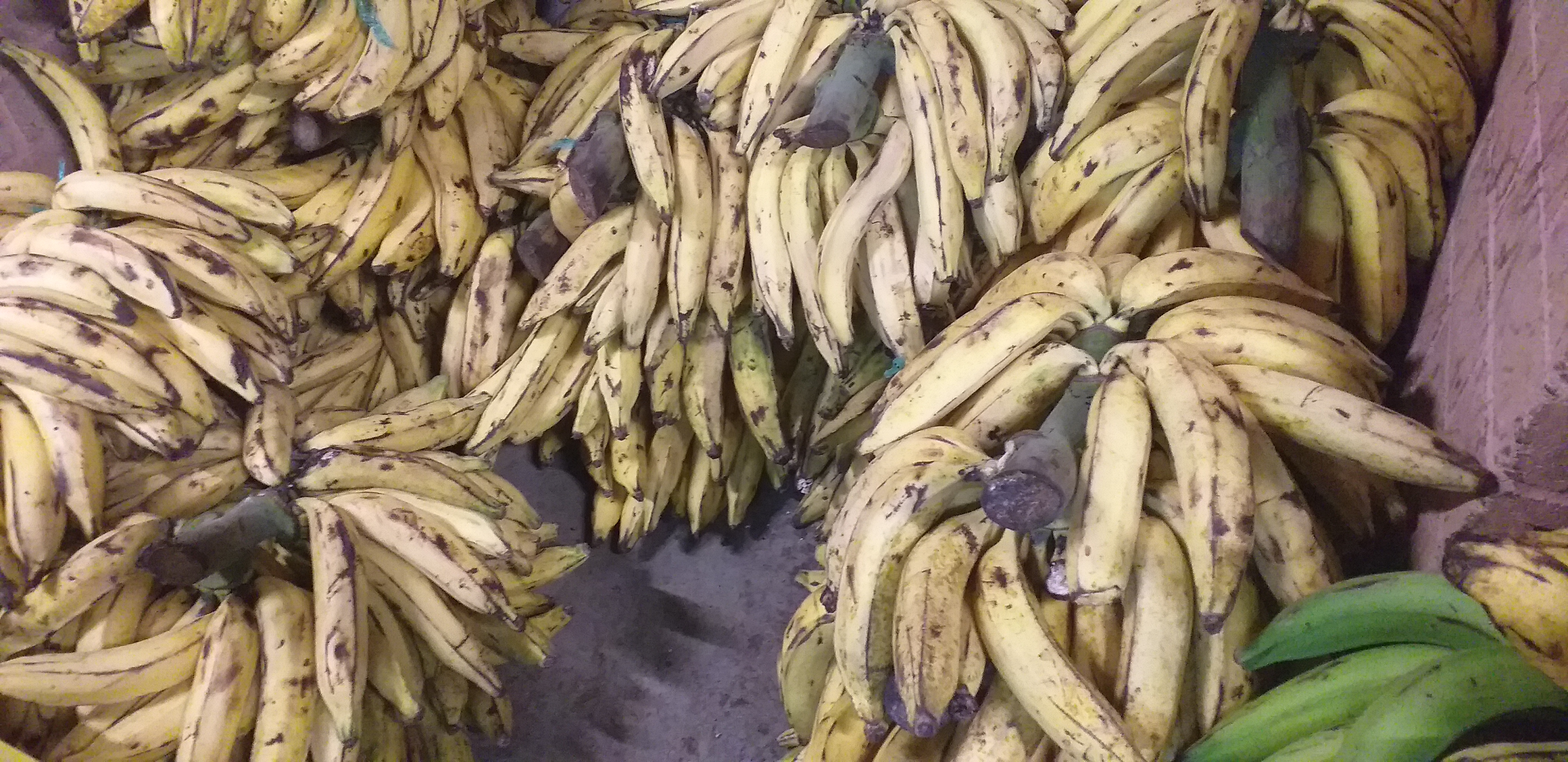 Platano verde