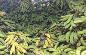 Platano verde