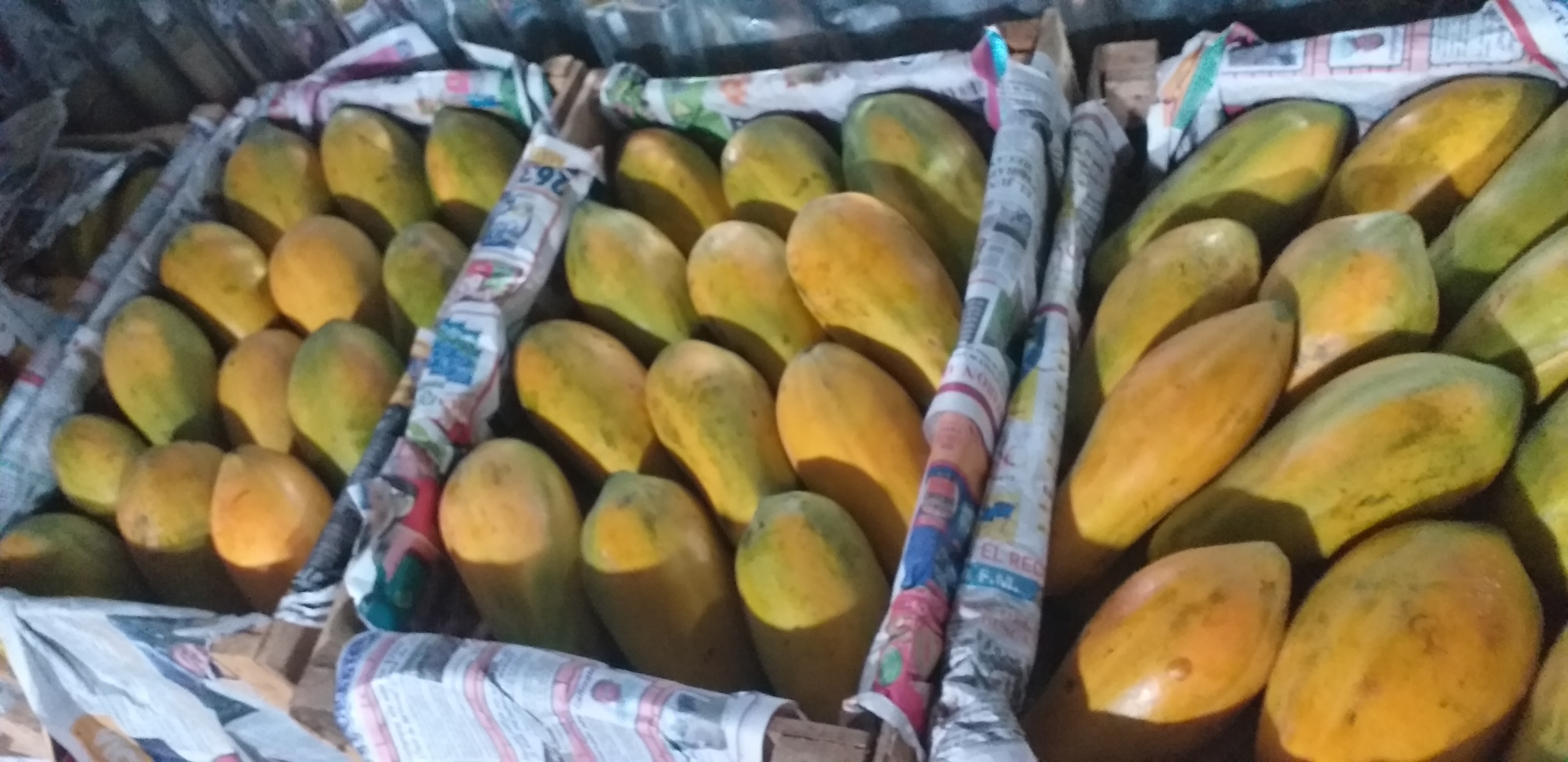 Papaya costeña