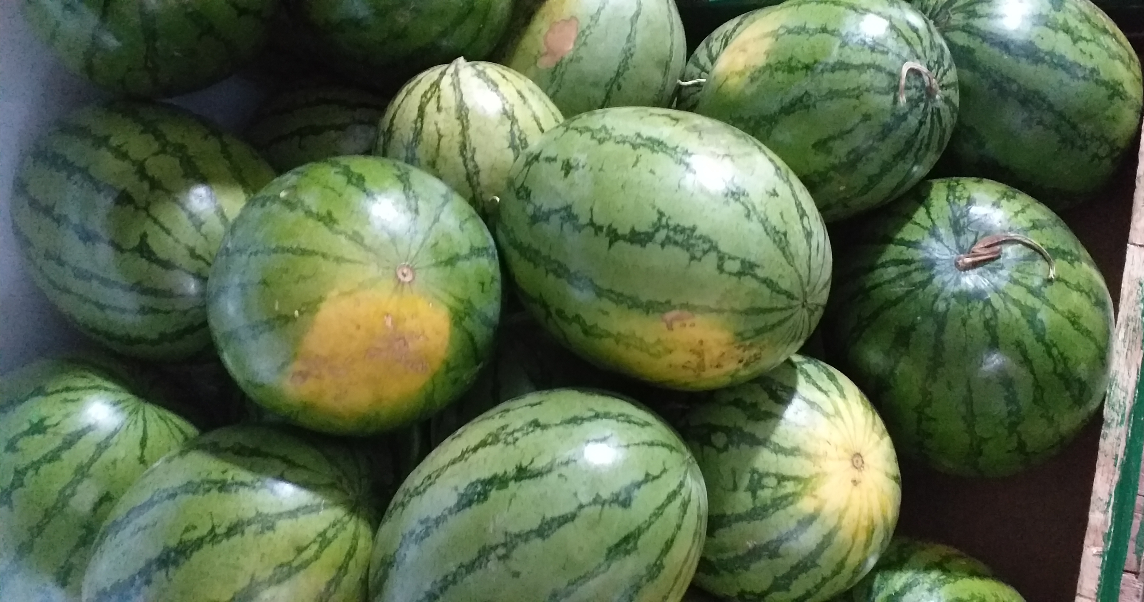 sandia baby delgada