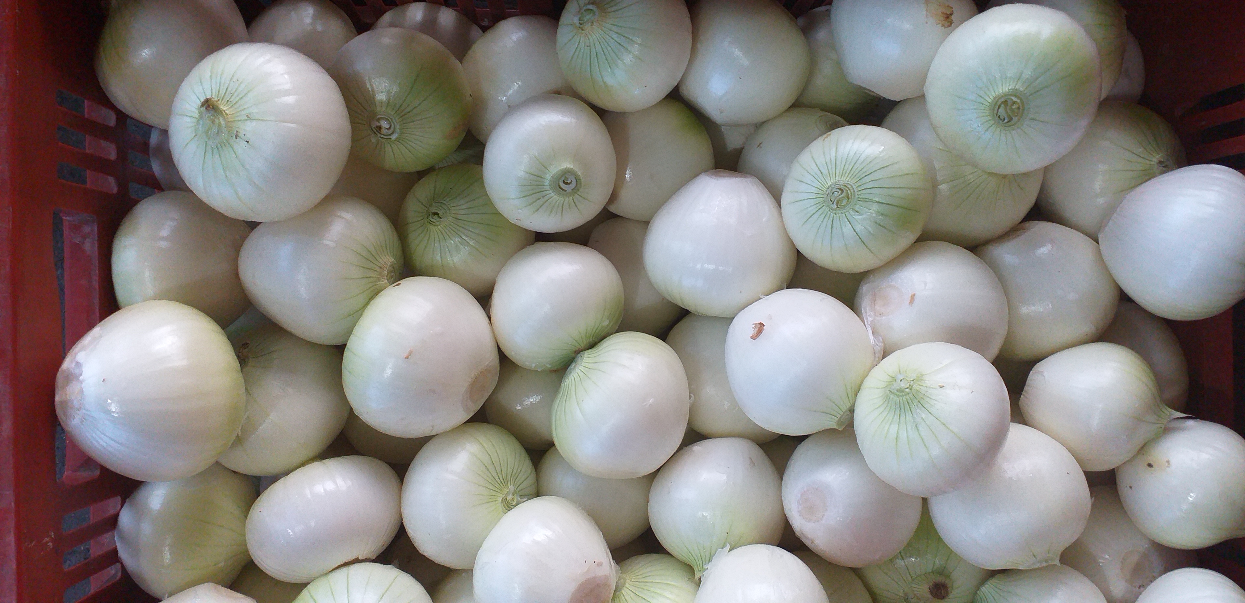 Cebolla blanca pelada