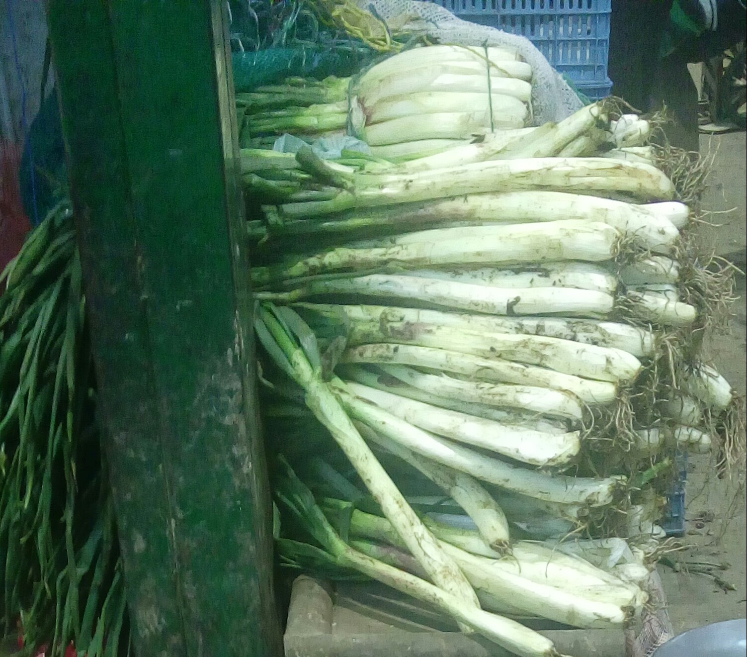 Cebolla larga de primera